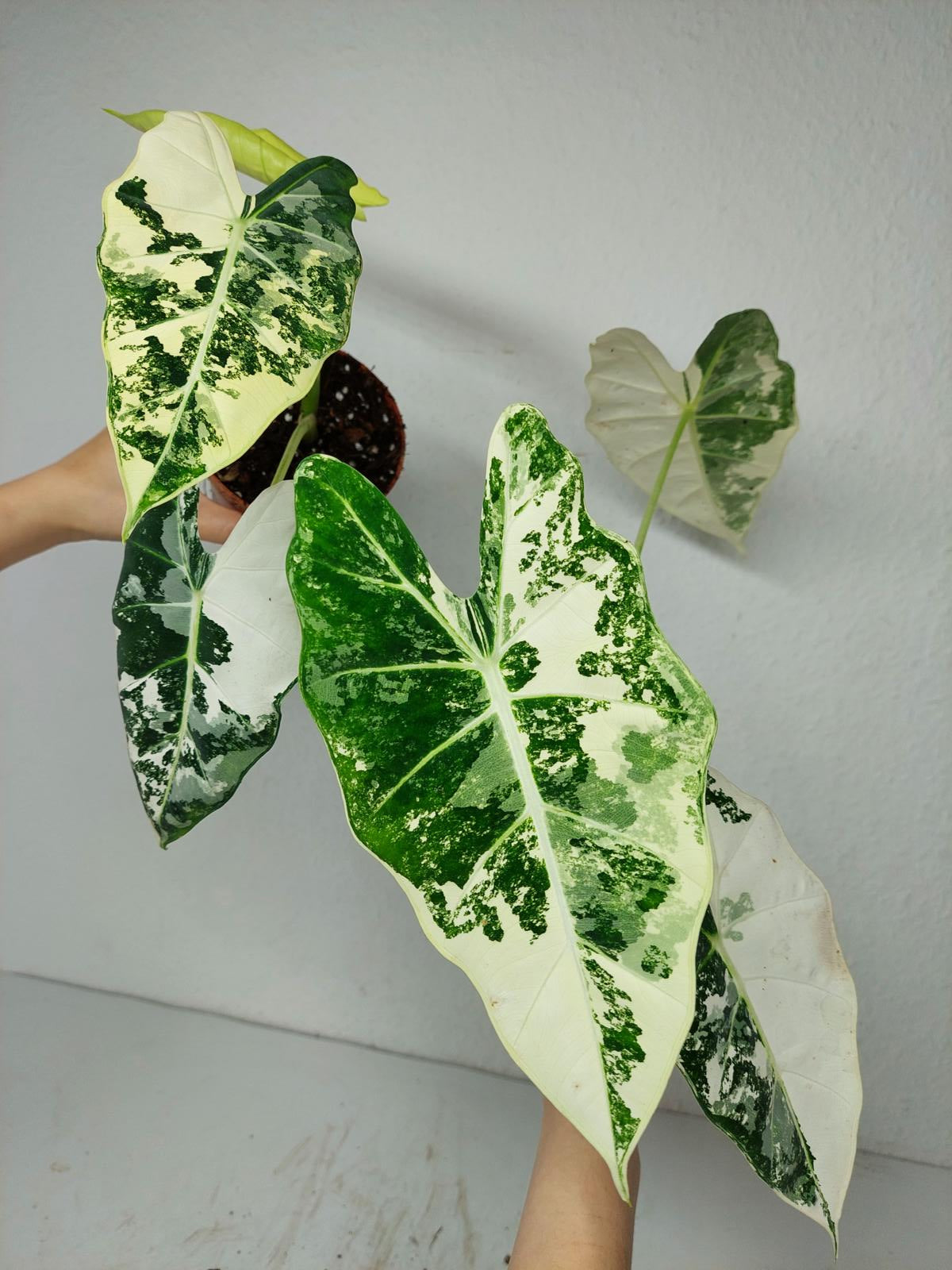 Alocasia Frydek Variegata (Rhizom / Bulbe)