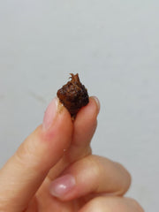 Alocasia Bambino Aurea (Rhizom / Bulbe)