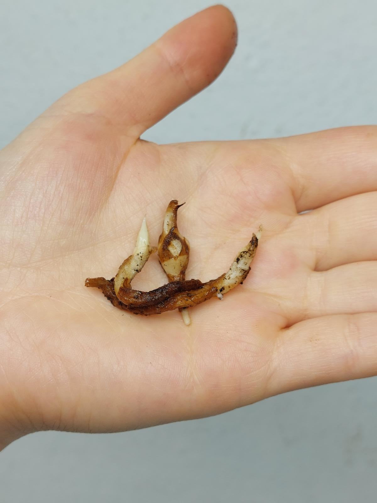 Alocasia Dragon Scale Variegata (Rhizom / Bulbe)