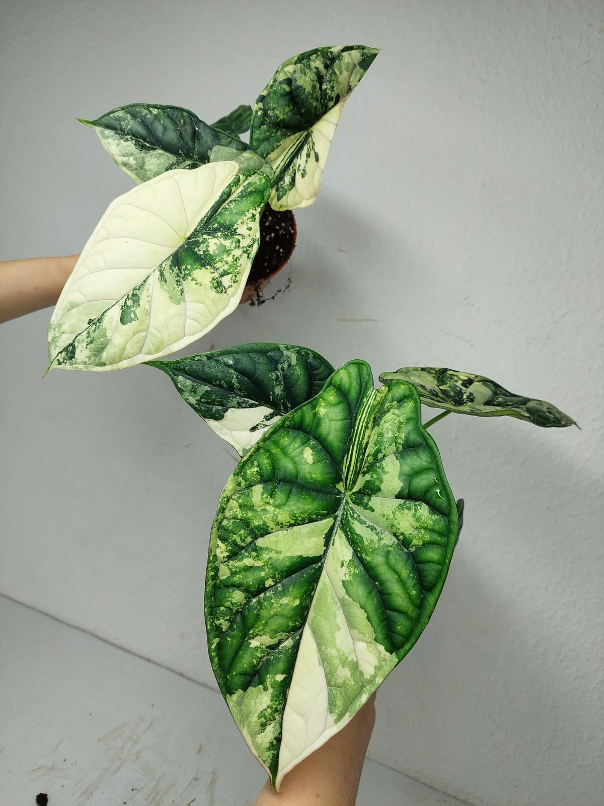 Alocasia Dragon Scale Variegata (Rhizom / Bulbe)