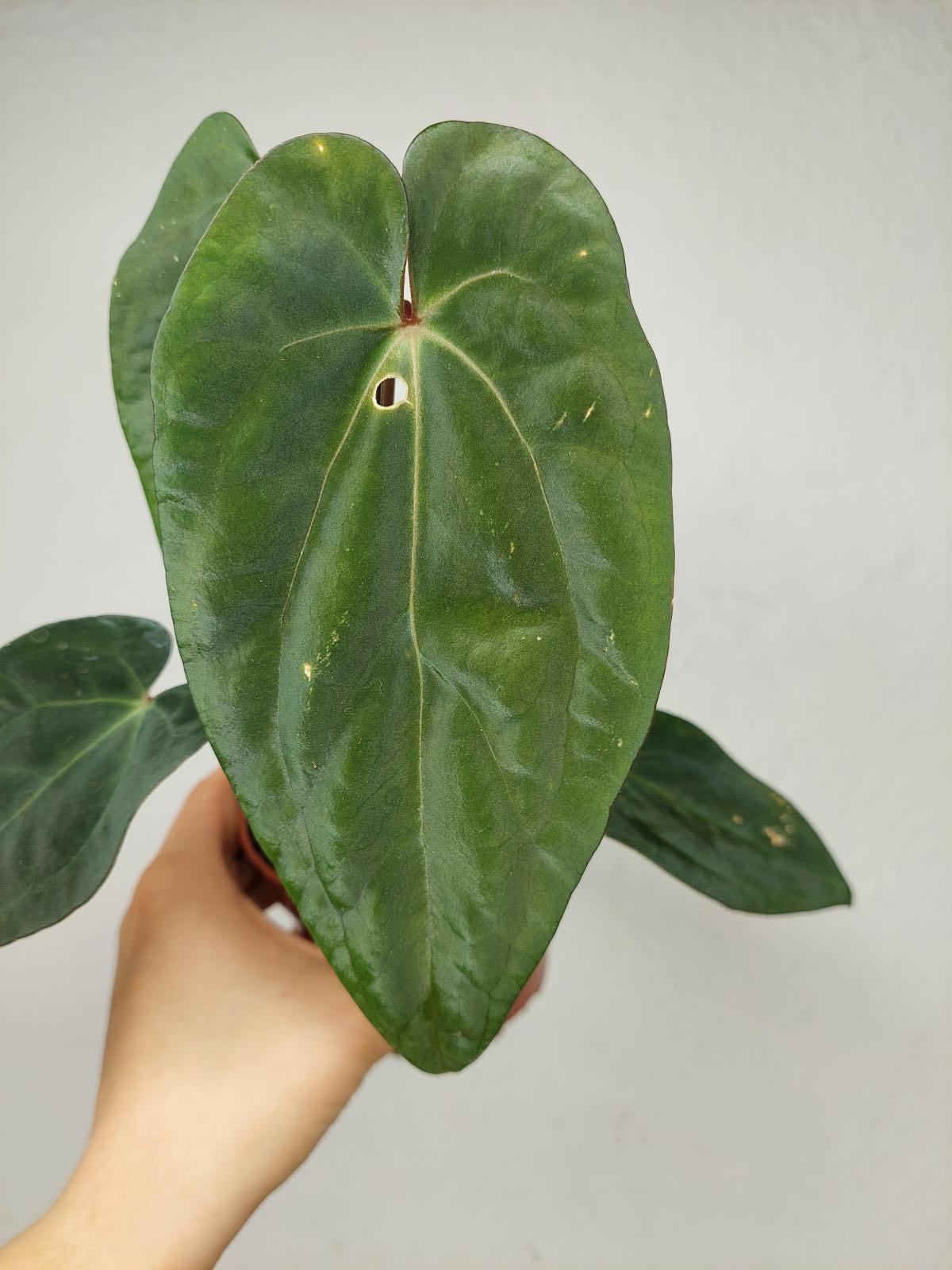 Anthurium Papillilaminum x Dressleri