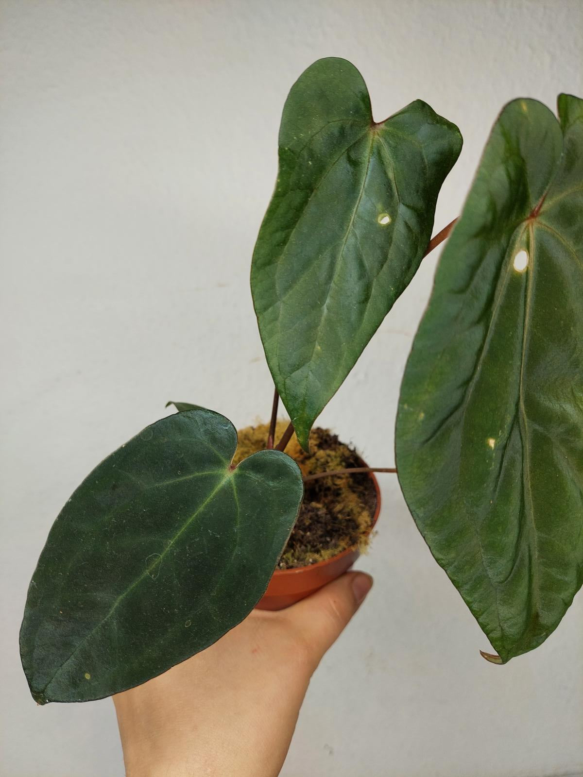 Anthurium Papillilaminum x Dressleri
