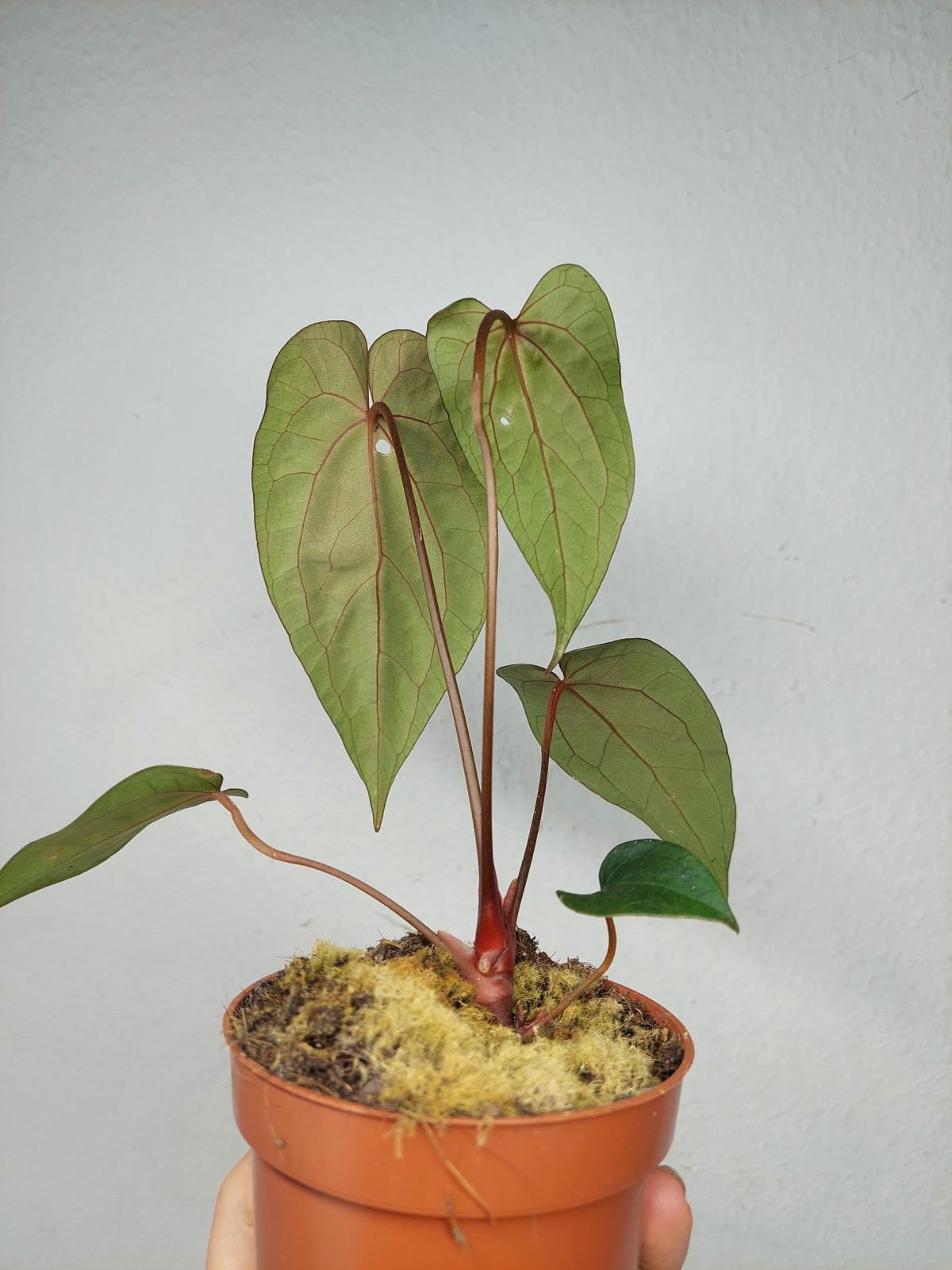 Anthurium Papillilaminum x Dressleri