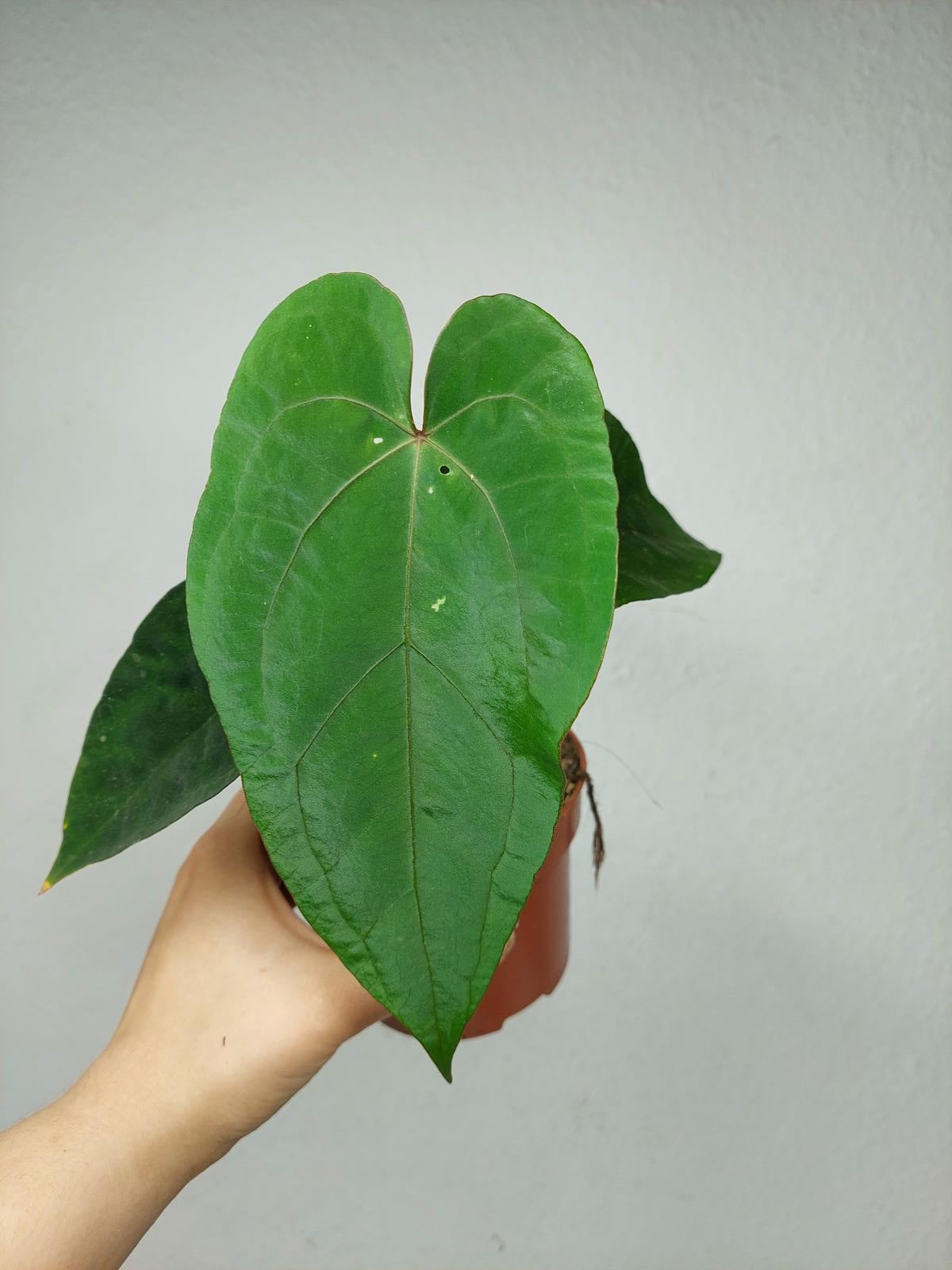 Anthurium Papillilaminum x Dressleri