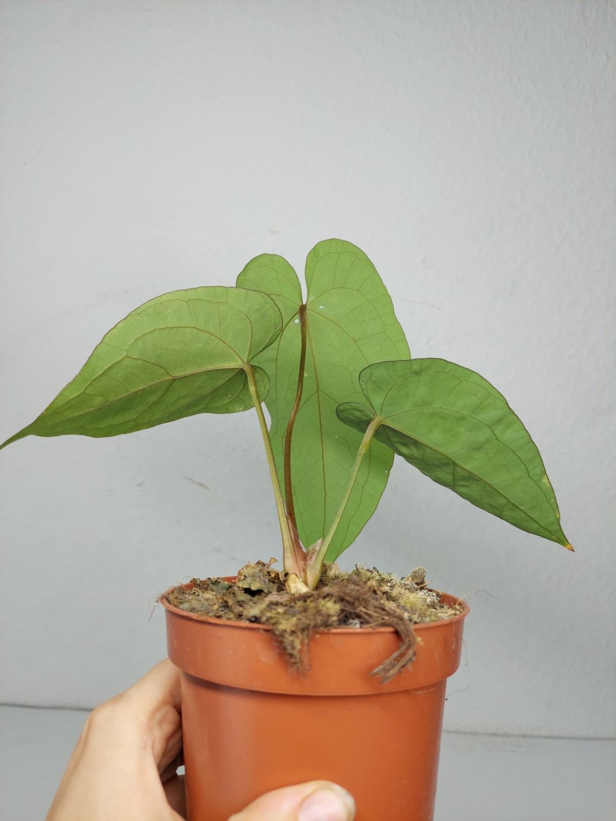 Anthurium Papillilaminum x Dressleri