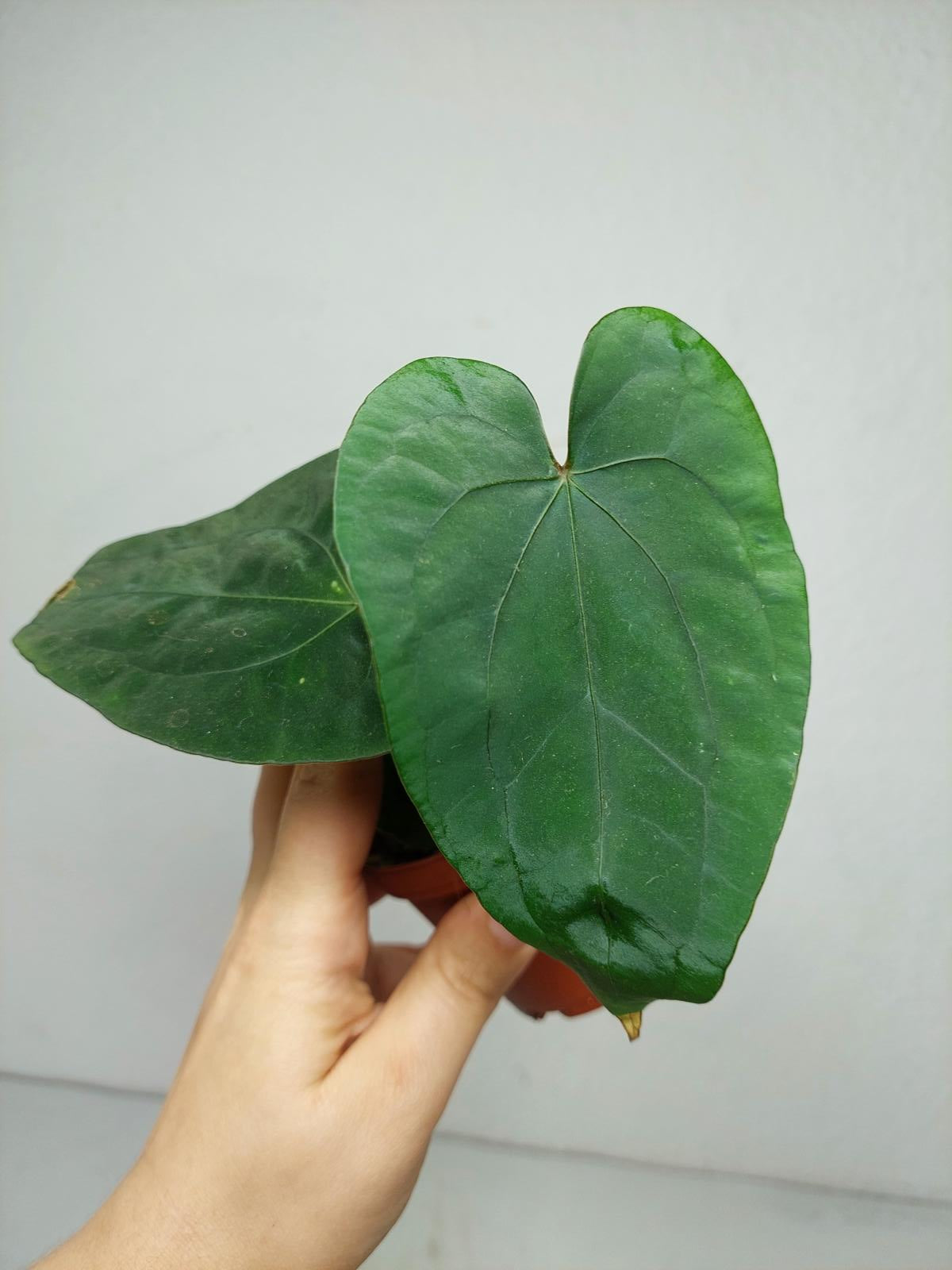 Anthurium Papillilaminum x Dressleri