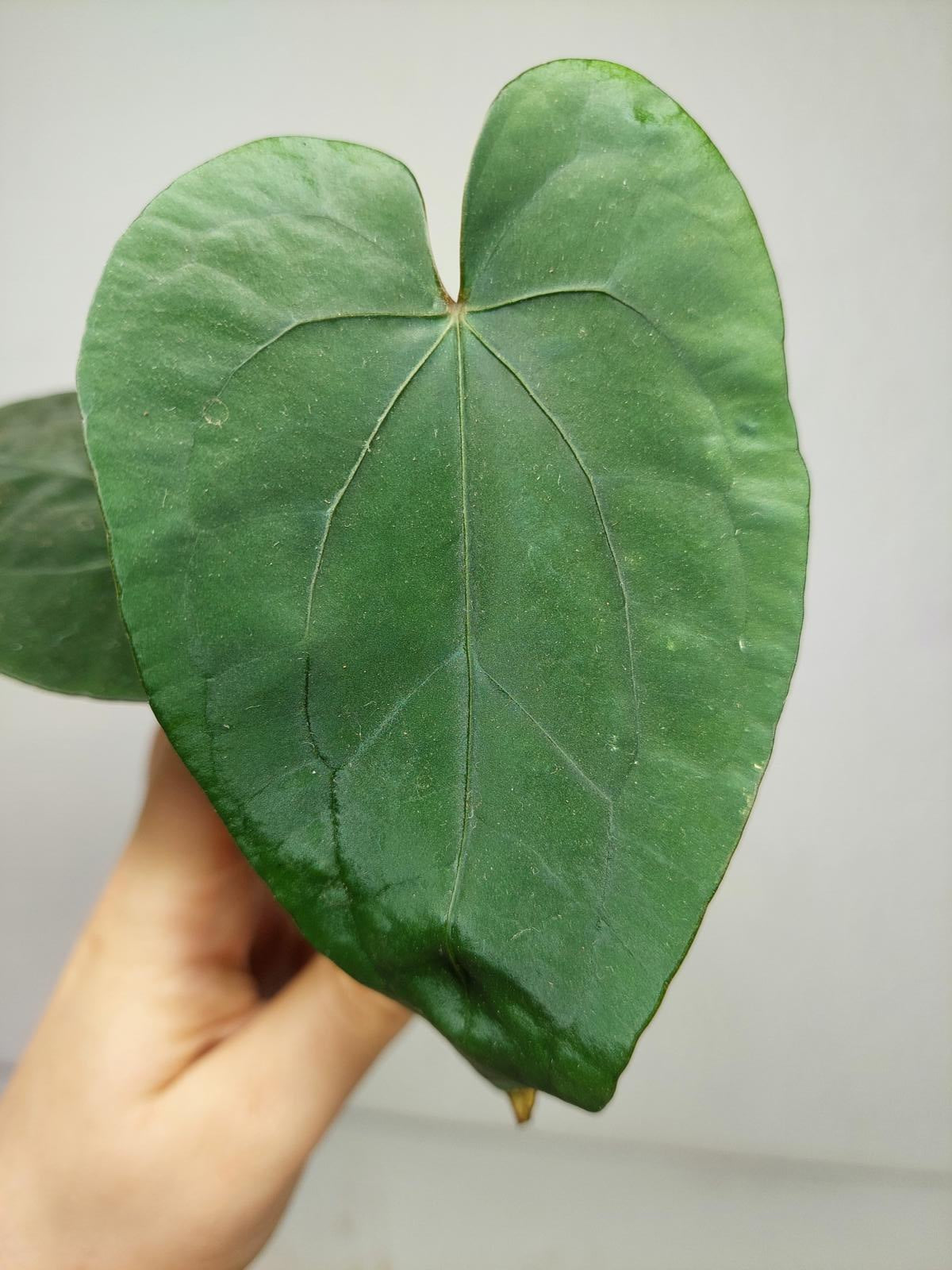 Anthurium Papillilaminum x Dressleri