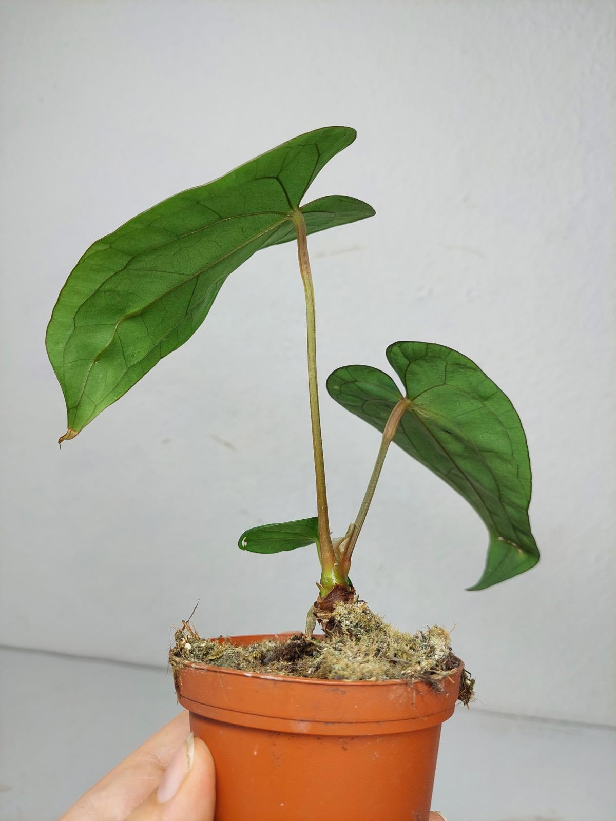 Anthurium Papillilaminum x Dressleri