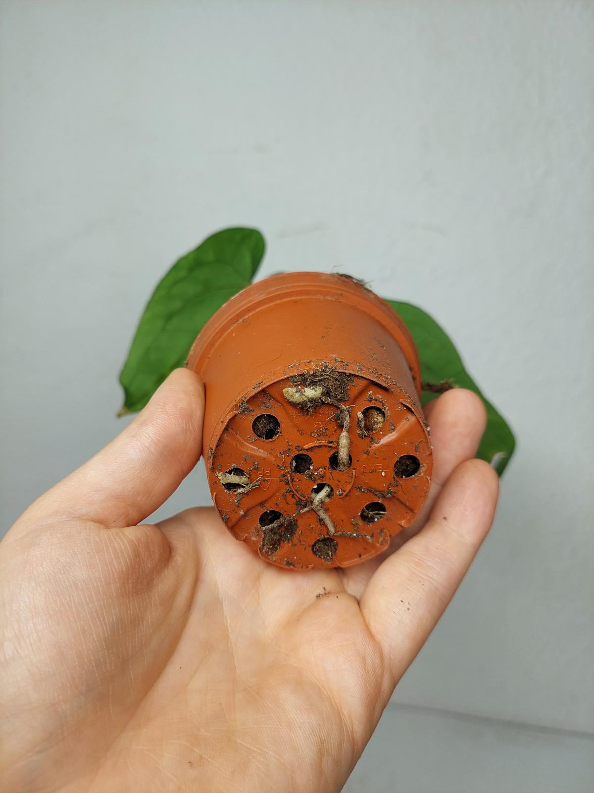 Anthurium Papillilaminum x Dressleri