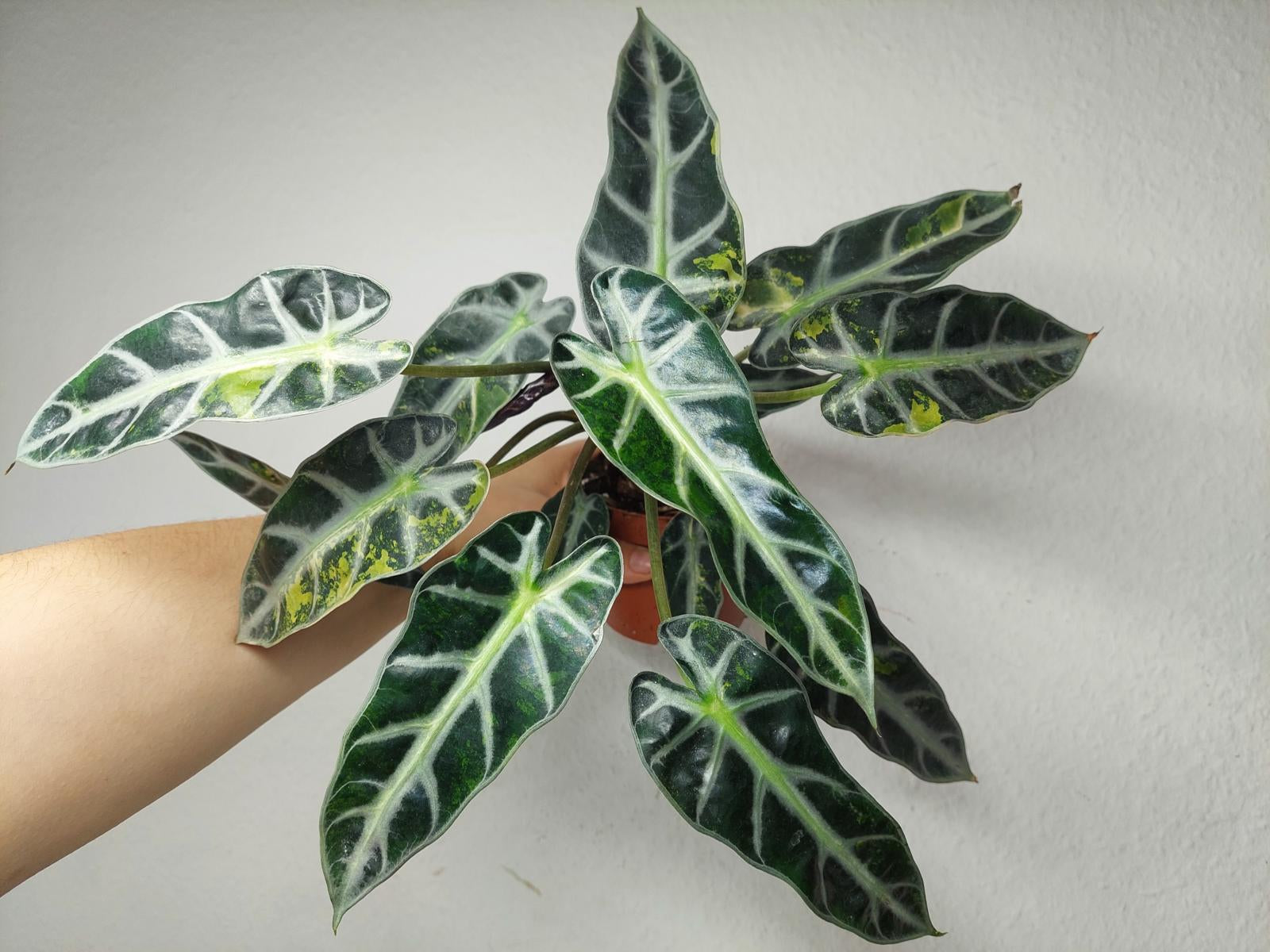 Alocasia Bambino Aurea