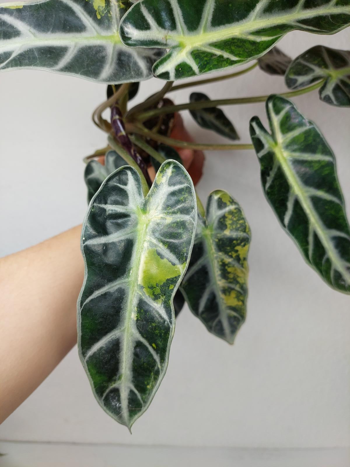 Alocasia Bambino Aurea