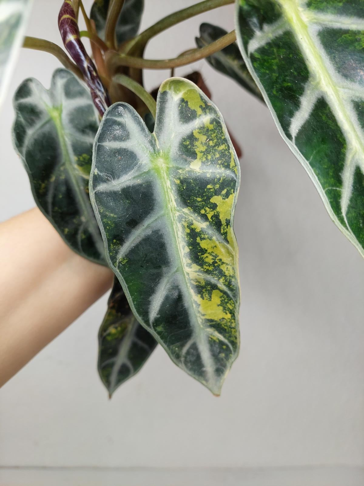 Alocasia Bambino Aurea