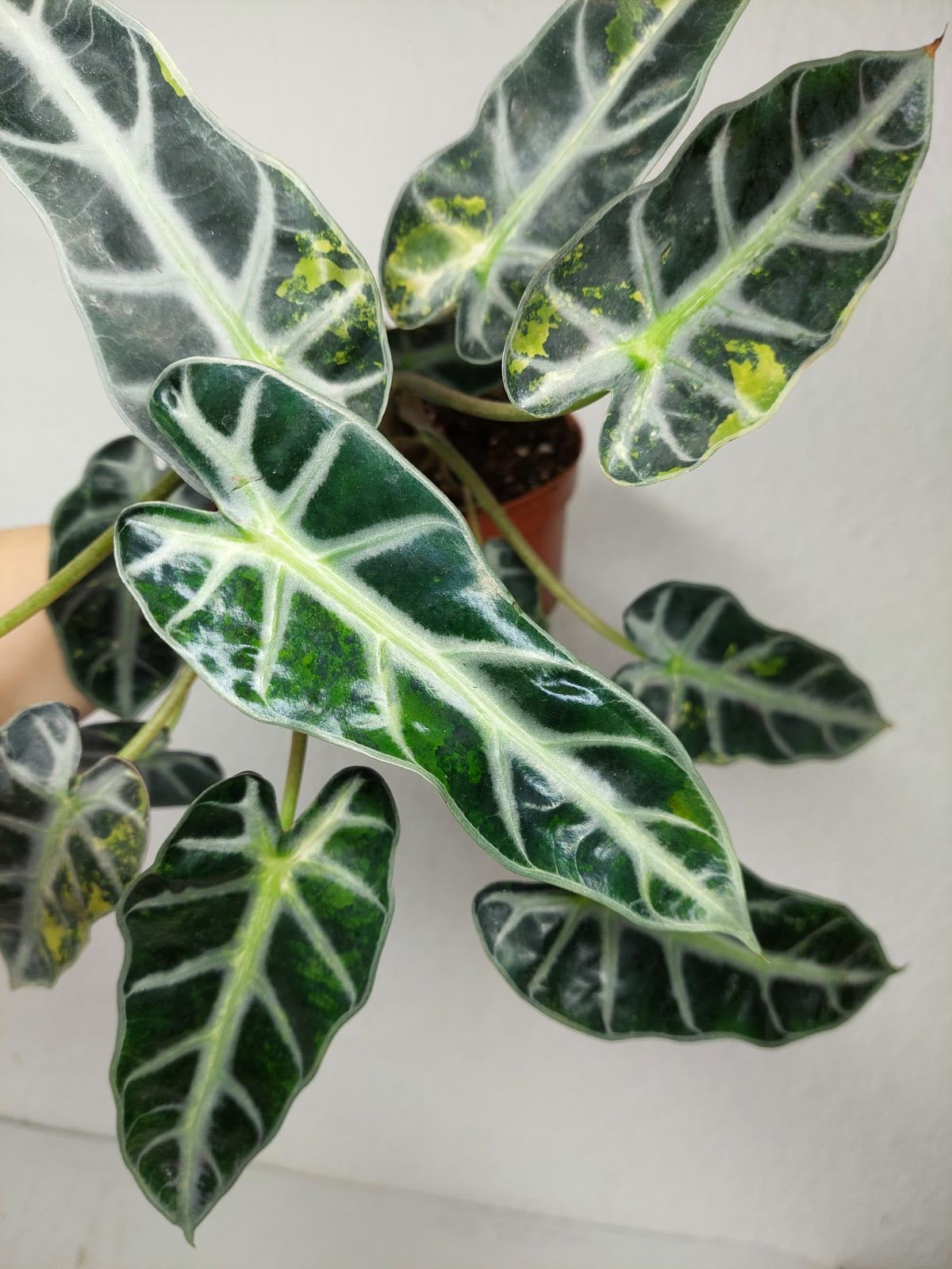 Alocasia Bambino Aurea