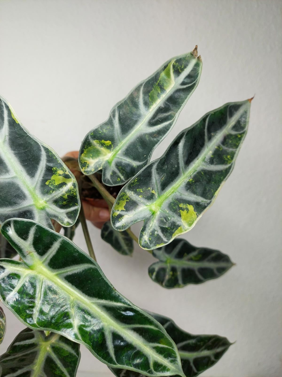 Alocasia Bambino Aurea