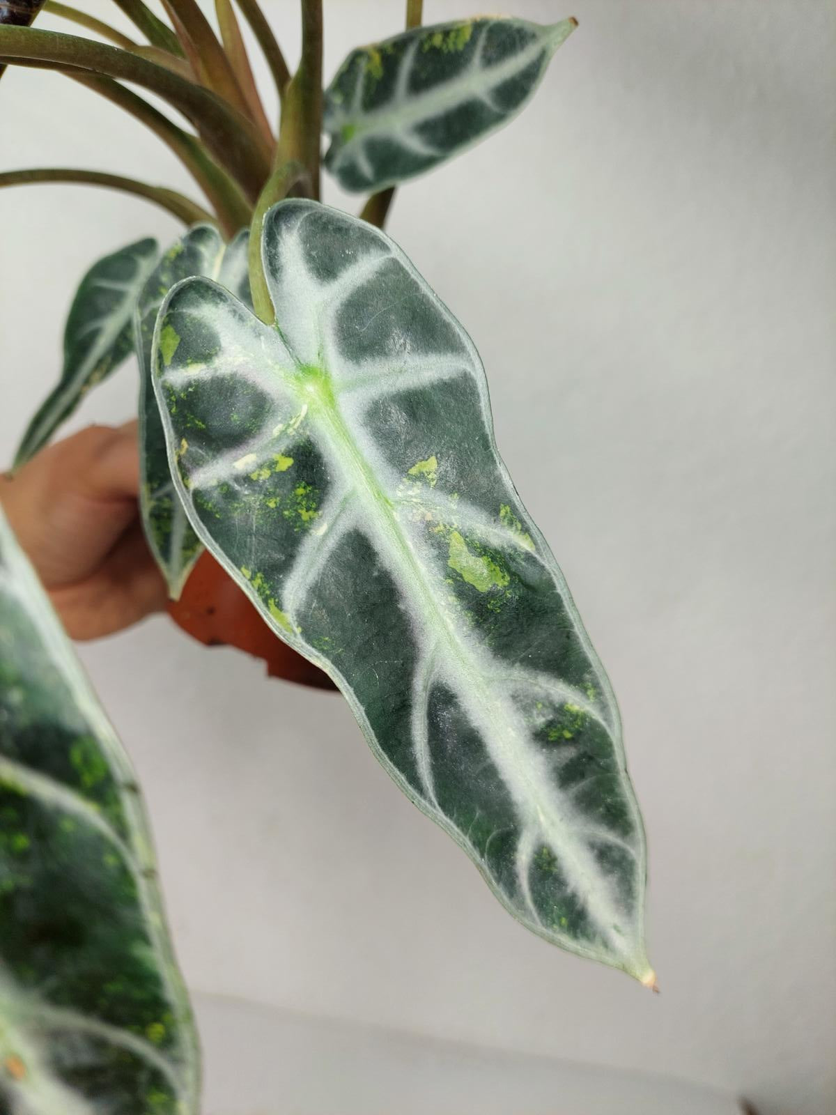 Alocasia Bambino Aurea