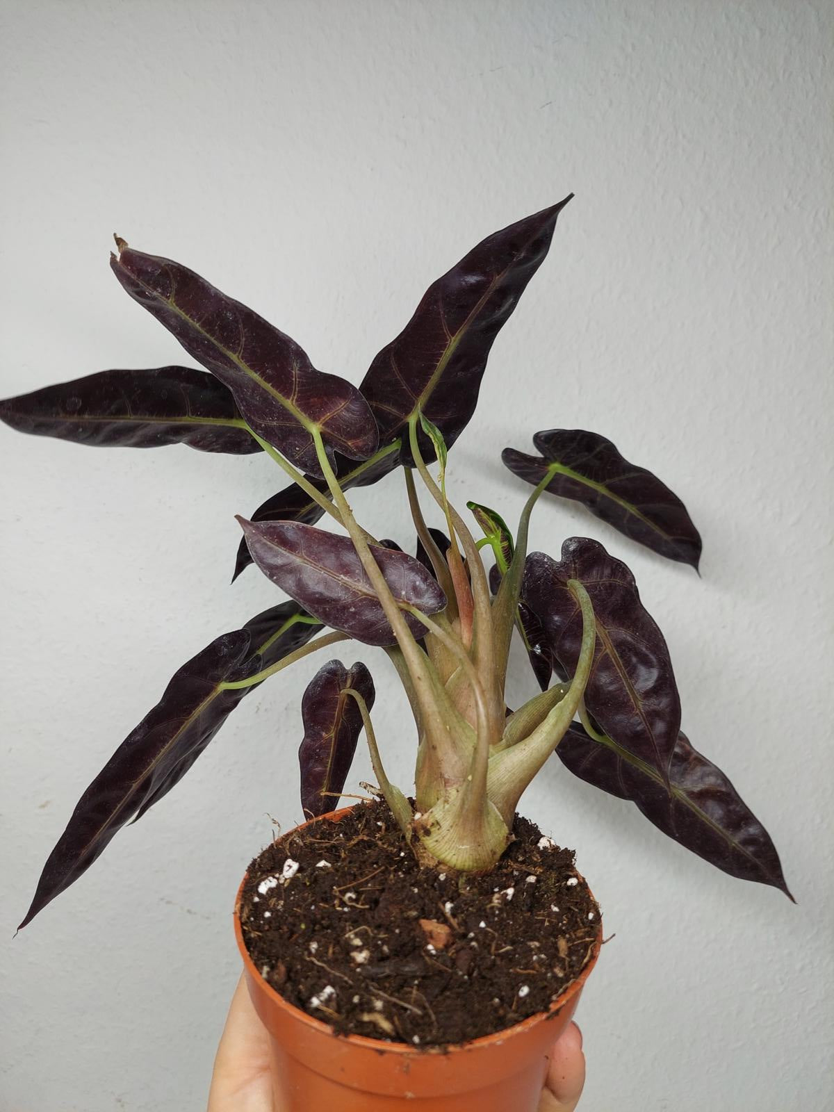 Alocasia Bambino Aurea