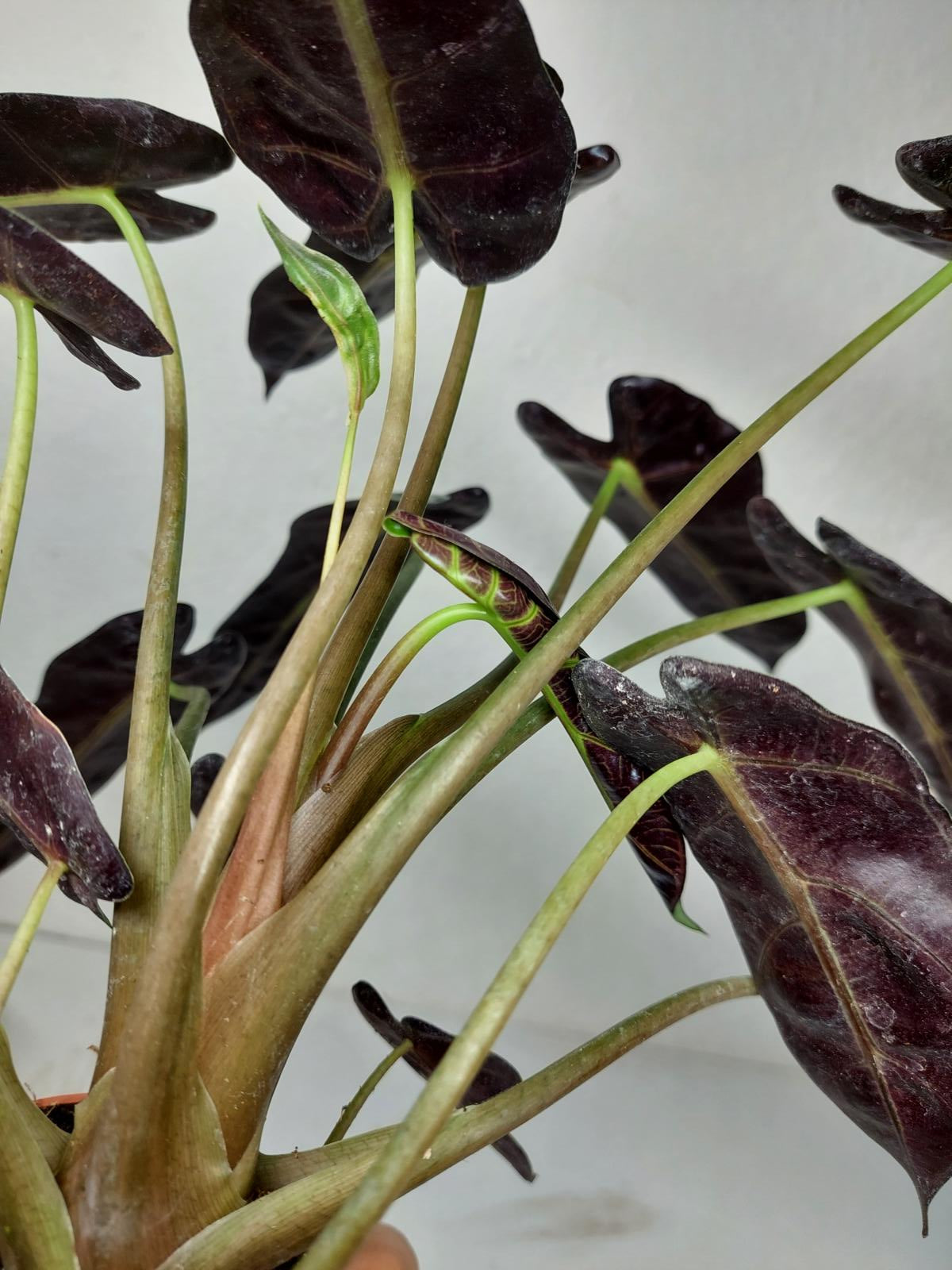 Alocasia Bambino Aurea