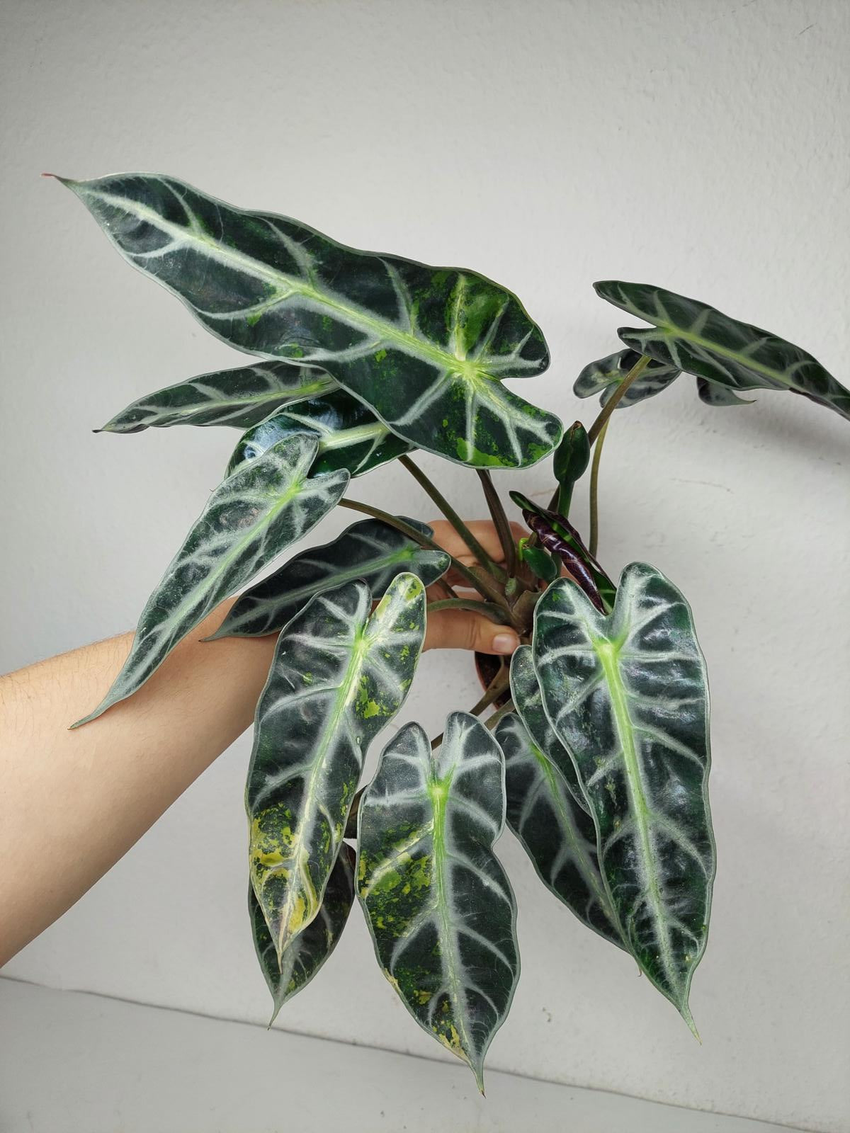 Alocasia Bambino Aurea