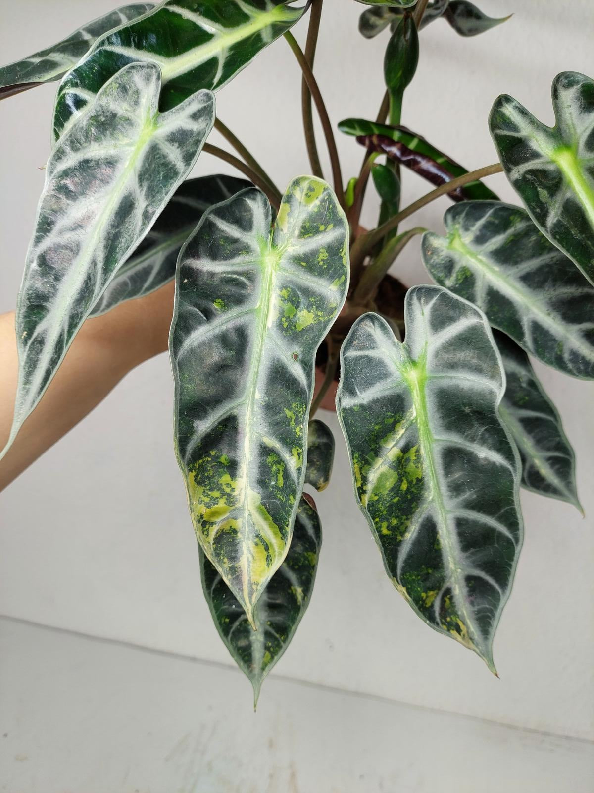 Alocasia Bambino Aurea