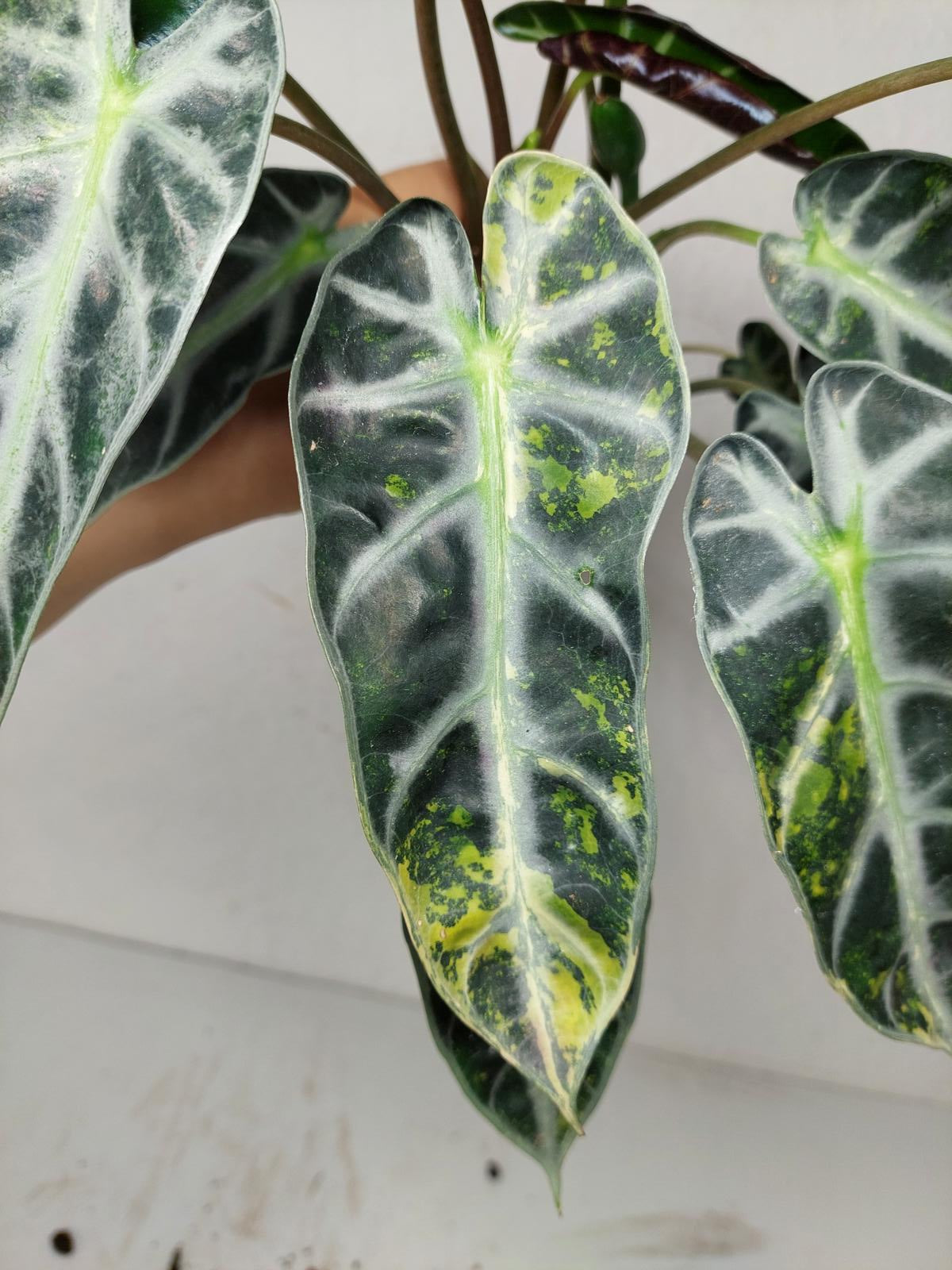 Alocasia Bambino Aurea