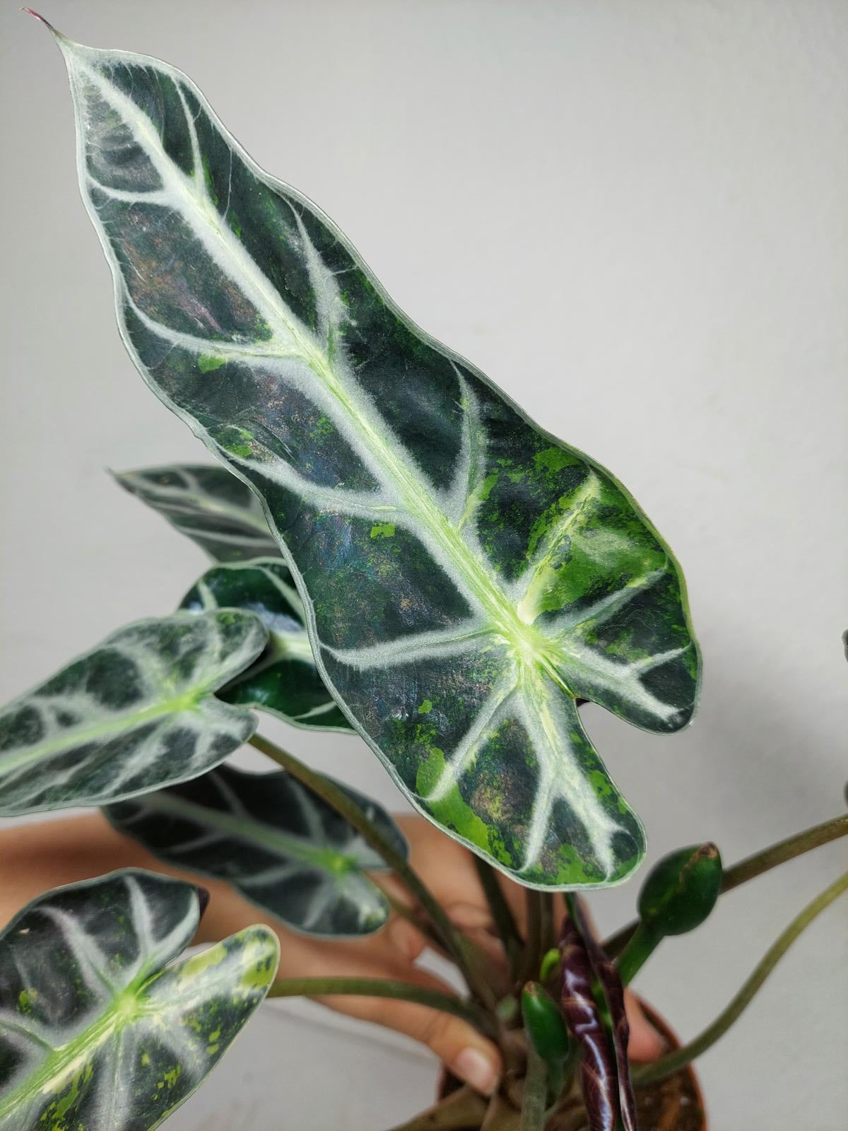 Alocasia Bambino Aurea