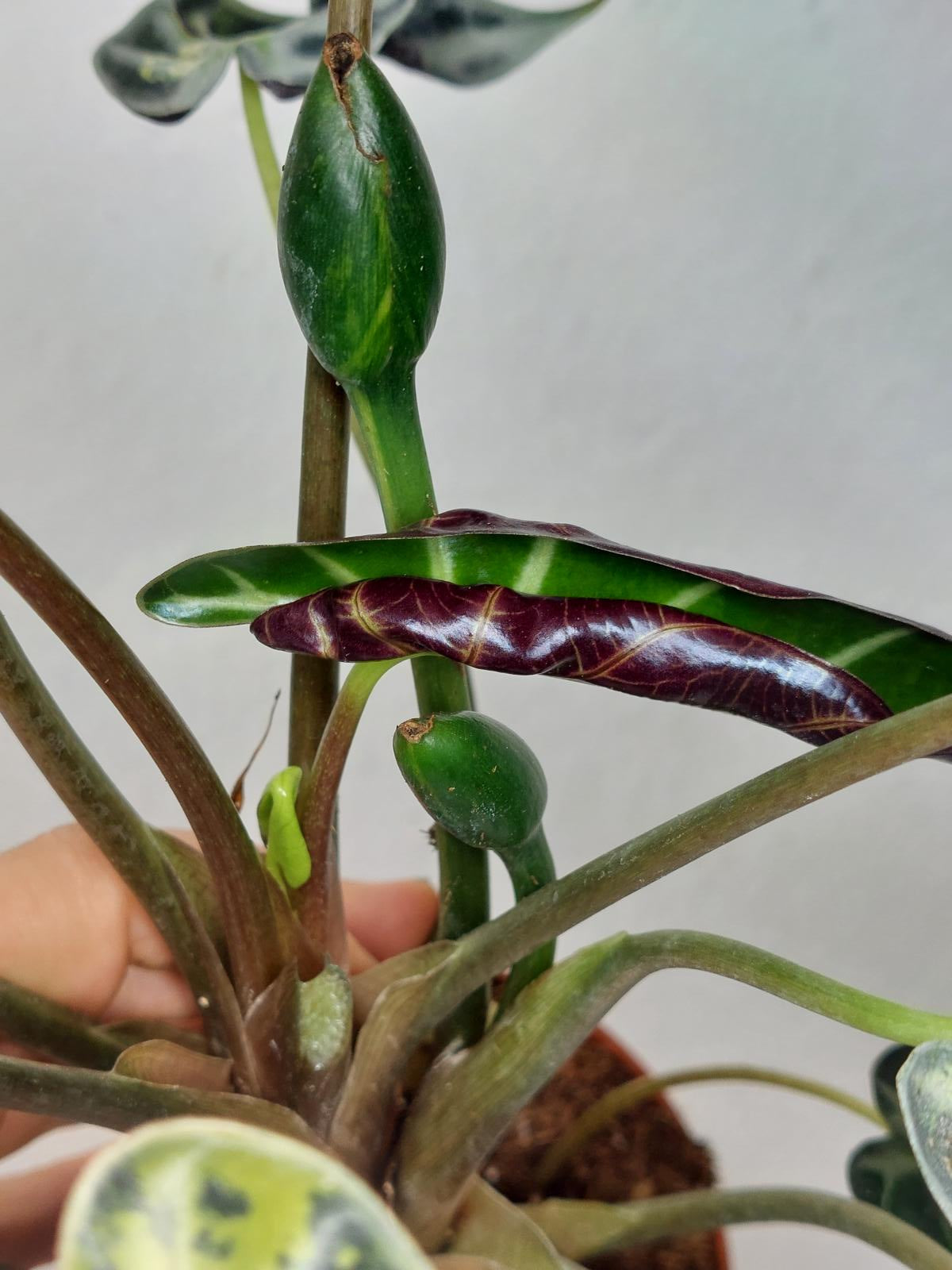 Alocasia Bambino Aurea