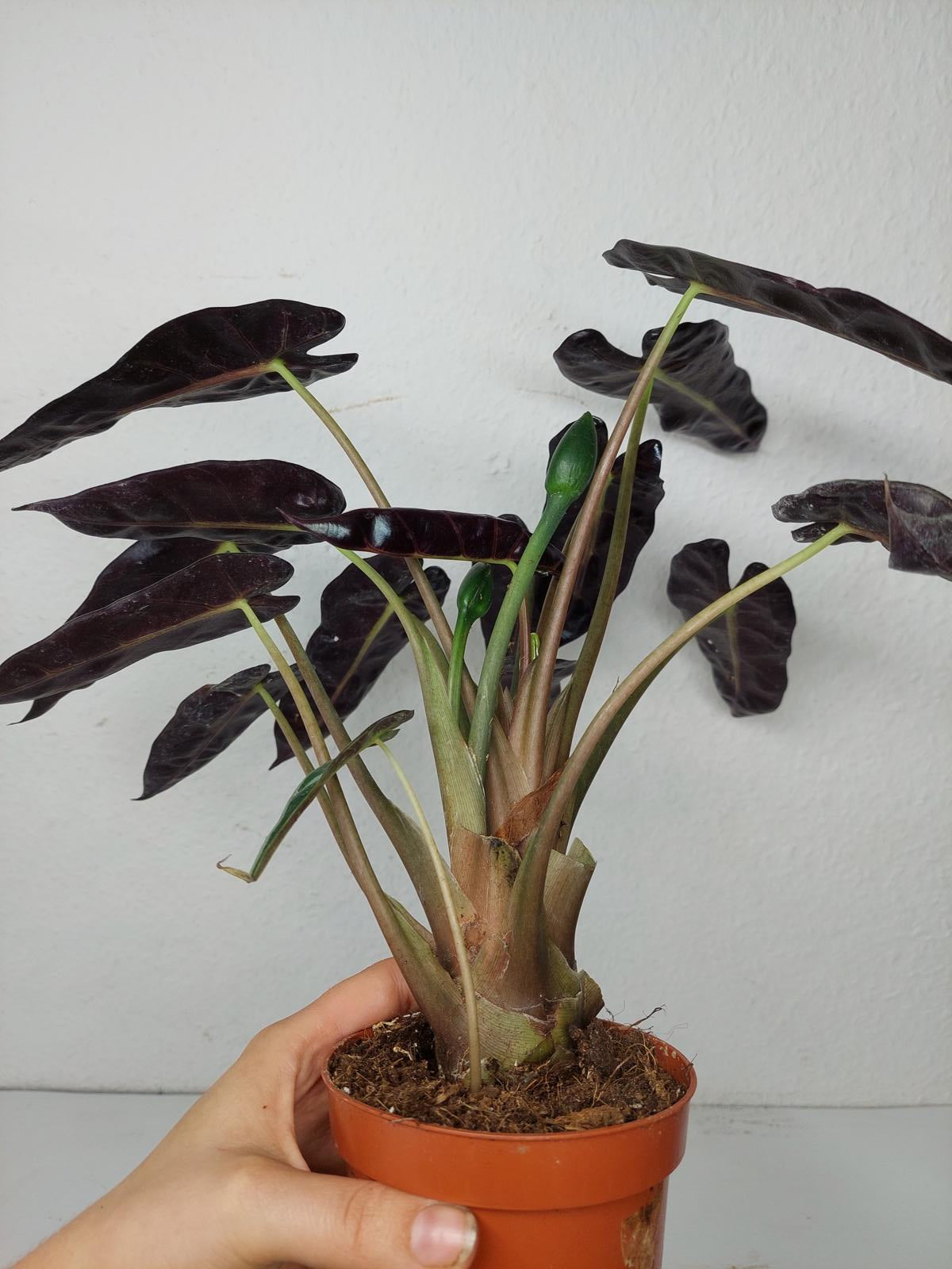 Alocasia Bambino Aurea