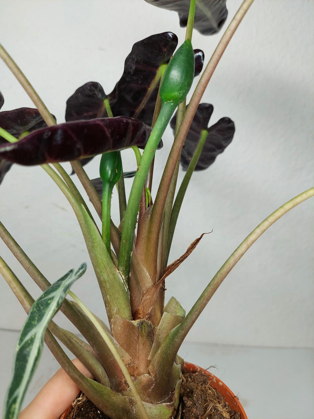 Alocasia Bambino Aurea