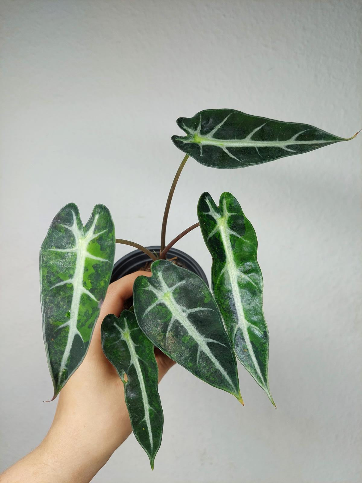 Alocasia Bambino Aurea