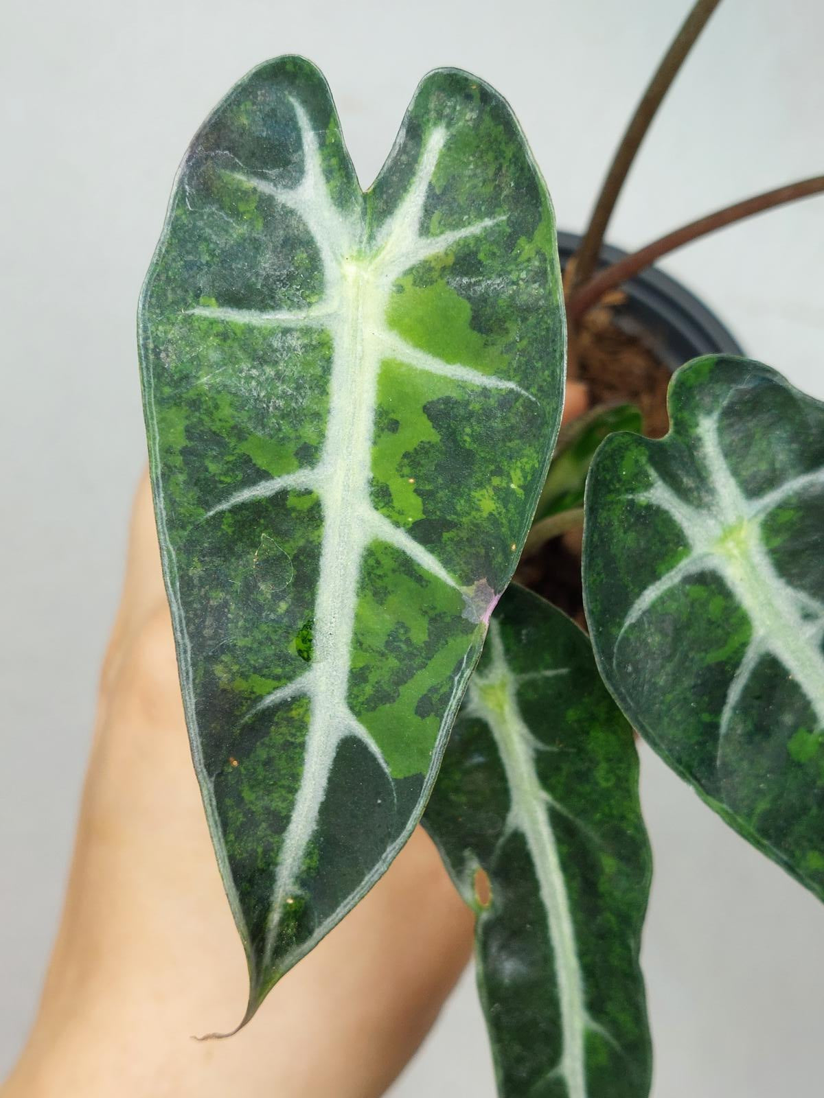 Alocasia Bambino Aurea