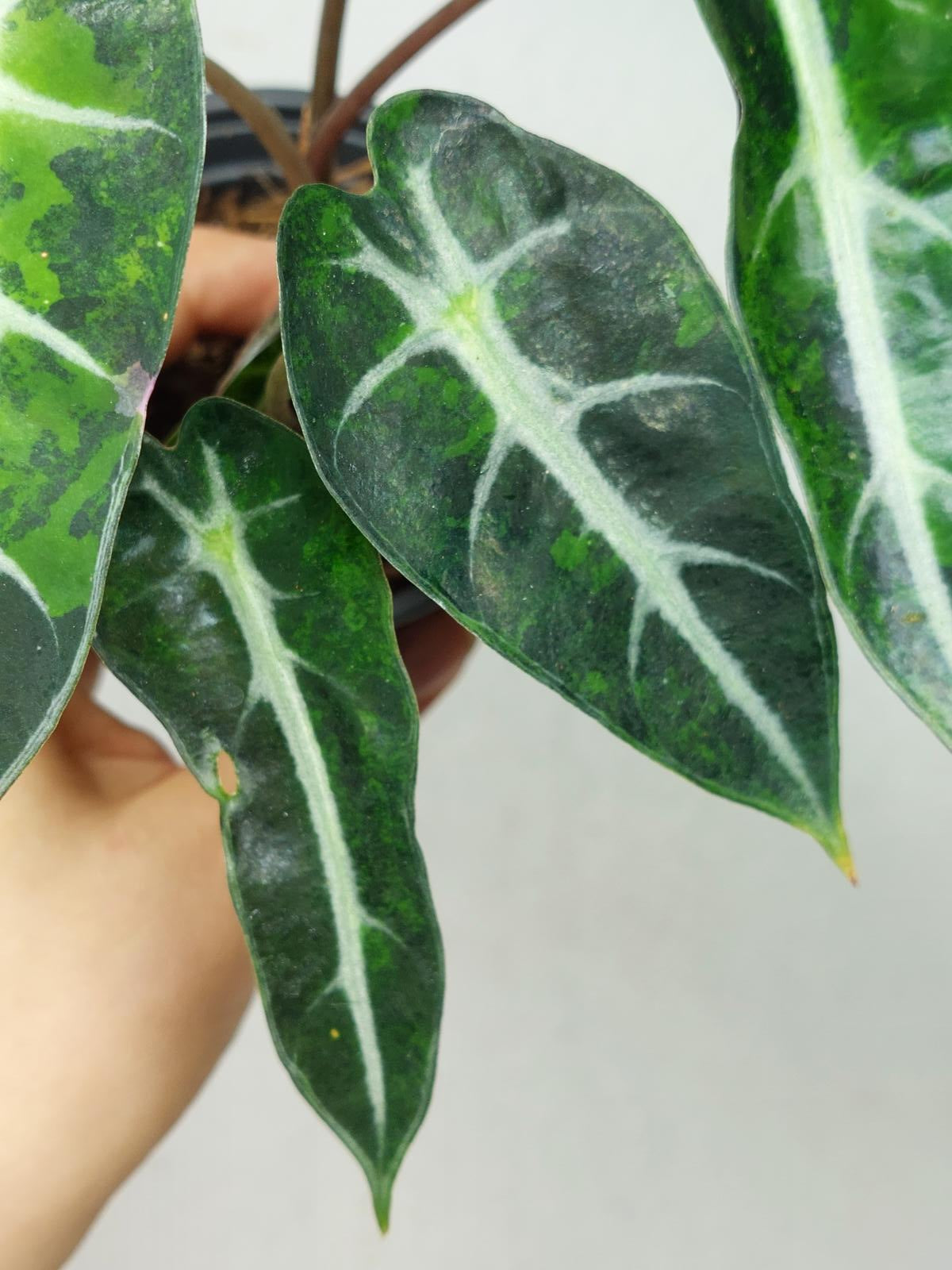 Alocasia Bambino Aurea