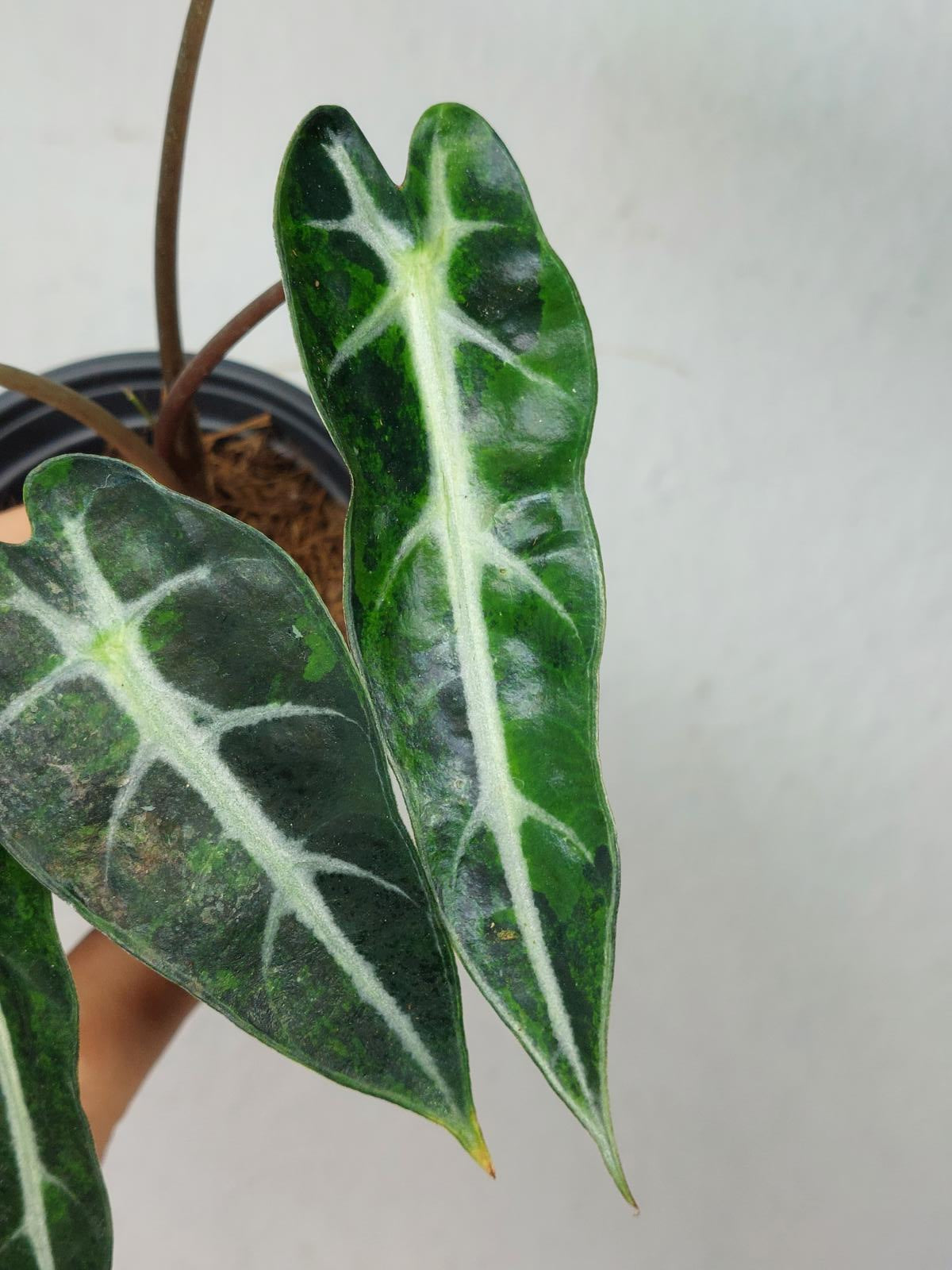 Alocasia Bambino Aurea
