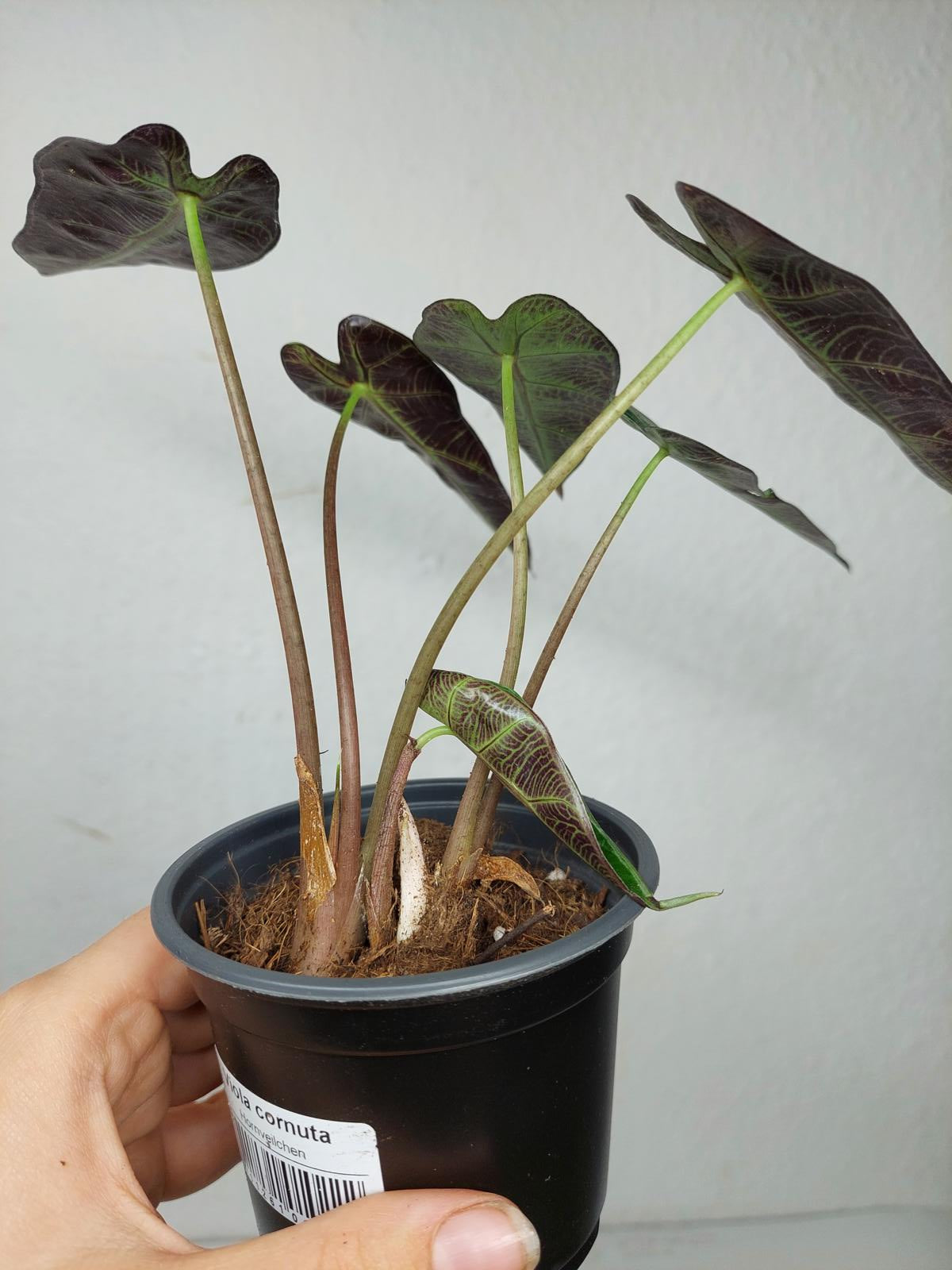 Alocasia Bambino Aurea