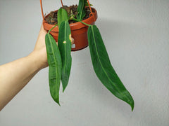 Anthurium Pallidiflorum