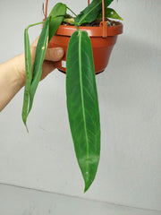 Anthurium Pallidiflorum