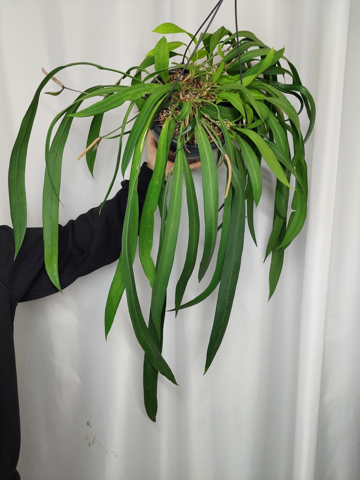Anthurium Vittarifolium groß