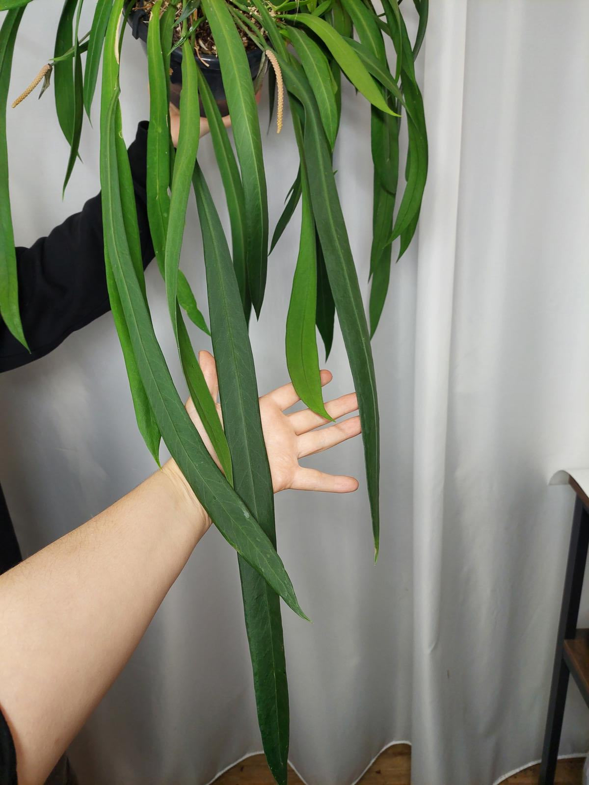 Anthurium Vittarifolium groß