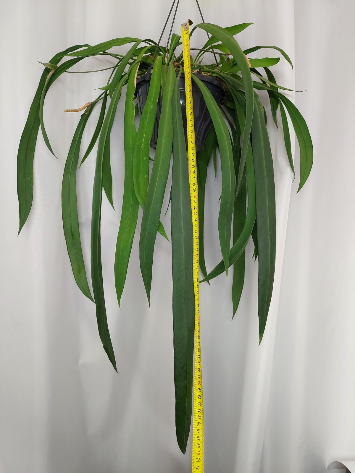 Anthurium Vittarifolium groß