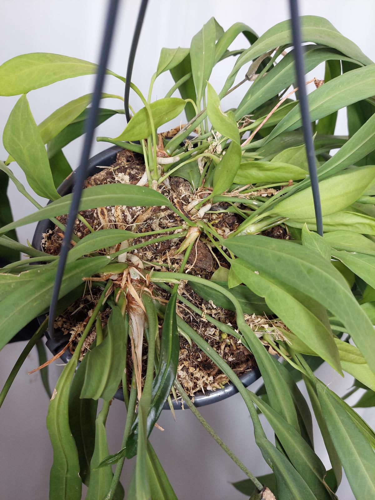 Anthurium Vittarifolium groß