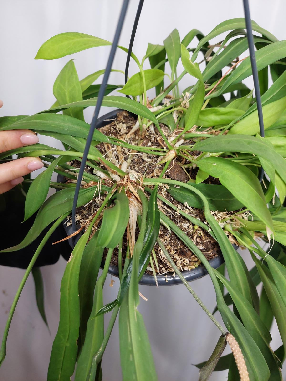 Anthurium Vittarifolium groß