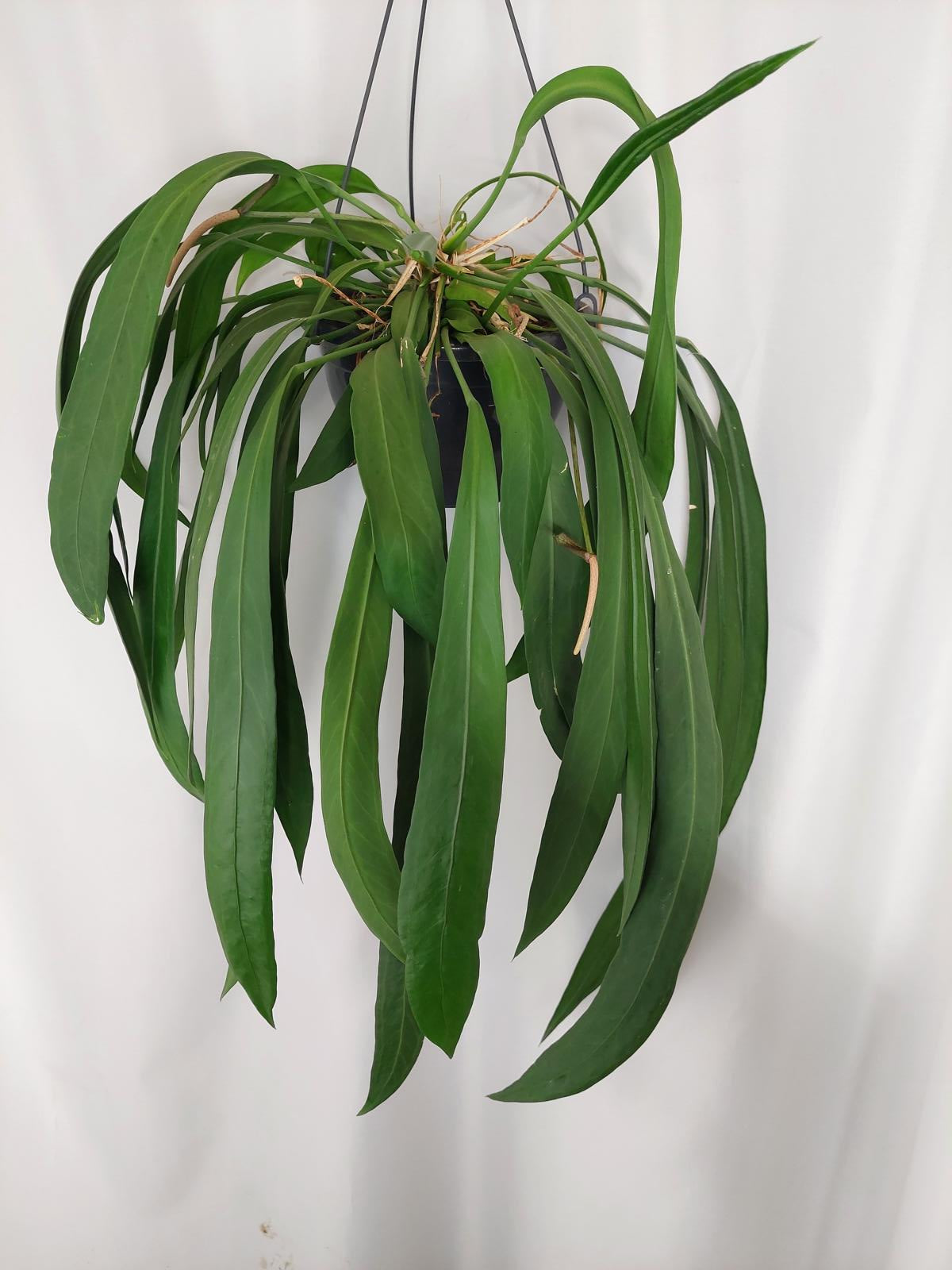 Anthurium Vittarifolium groß