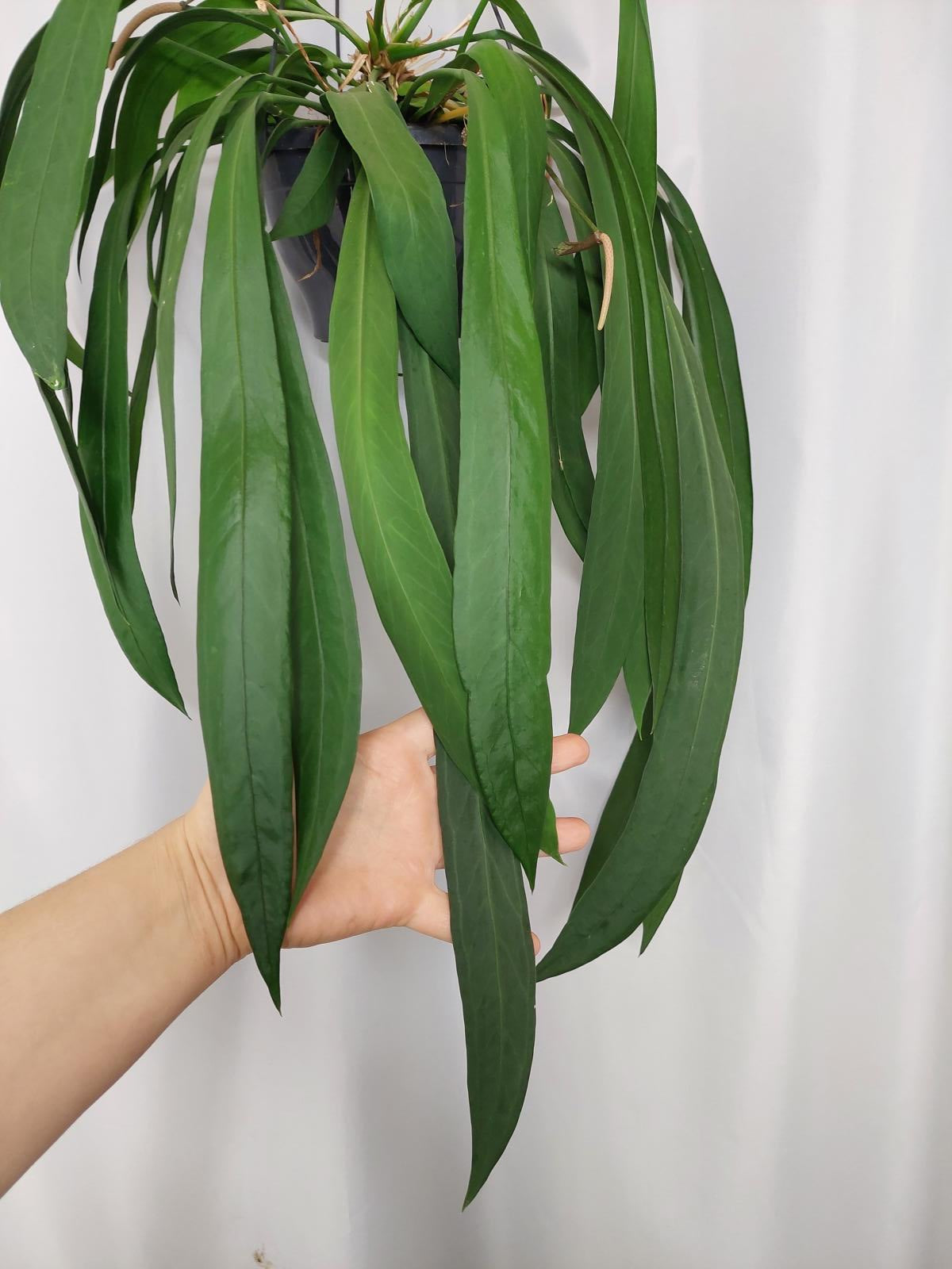 Anthurium Vittarifolium groß