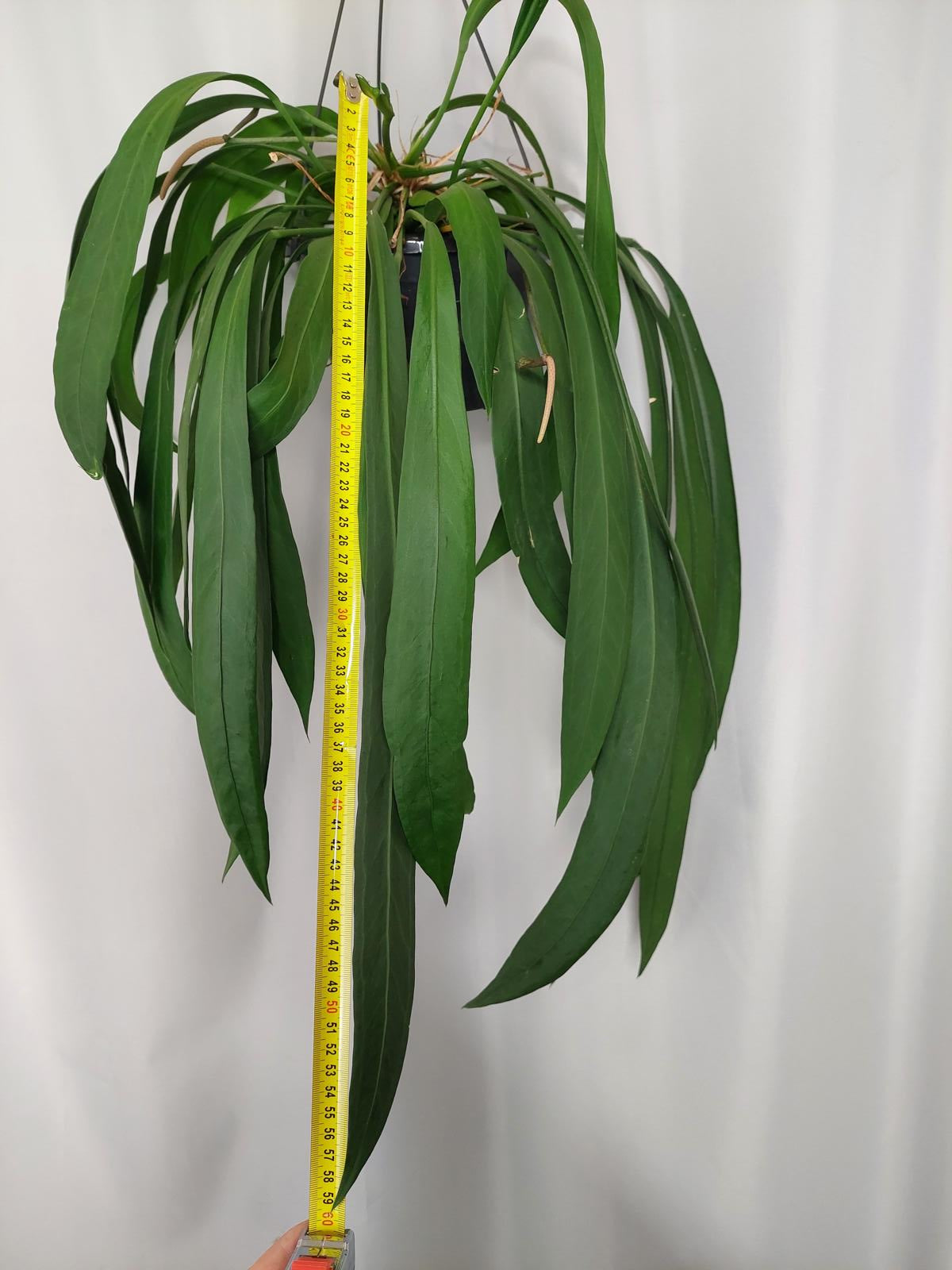Anthurium Vittarifolium groß