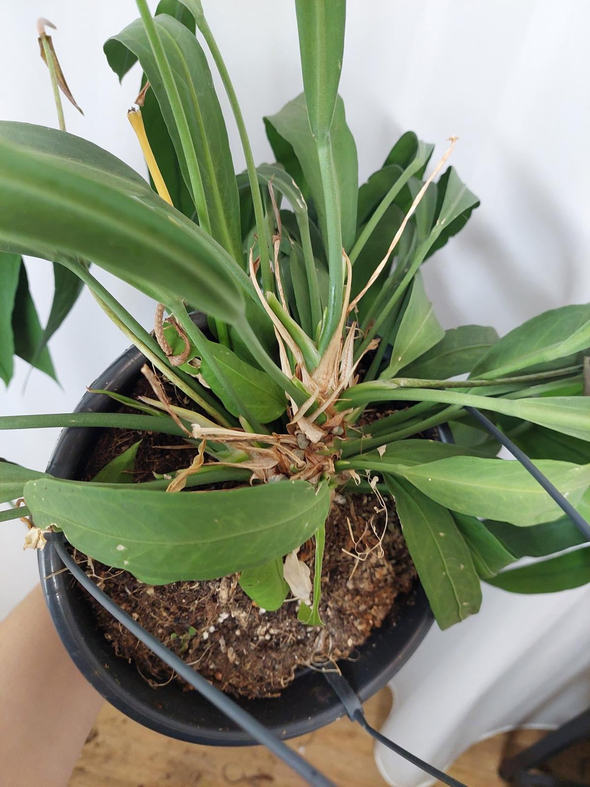 Anthurium Vittarifolium groß