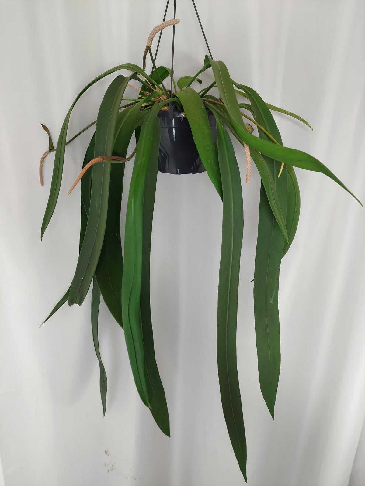 Anthurium Vittarifolium groß