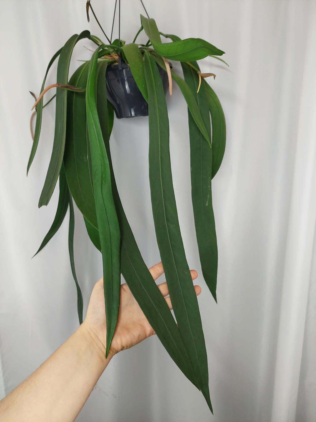 Anthurium Vittarifolium groß