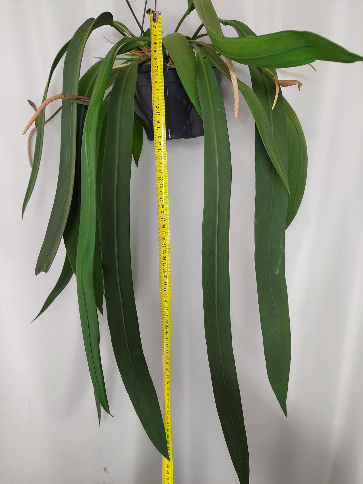 Anthurium Vittarifolium groß