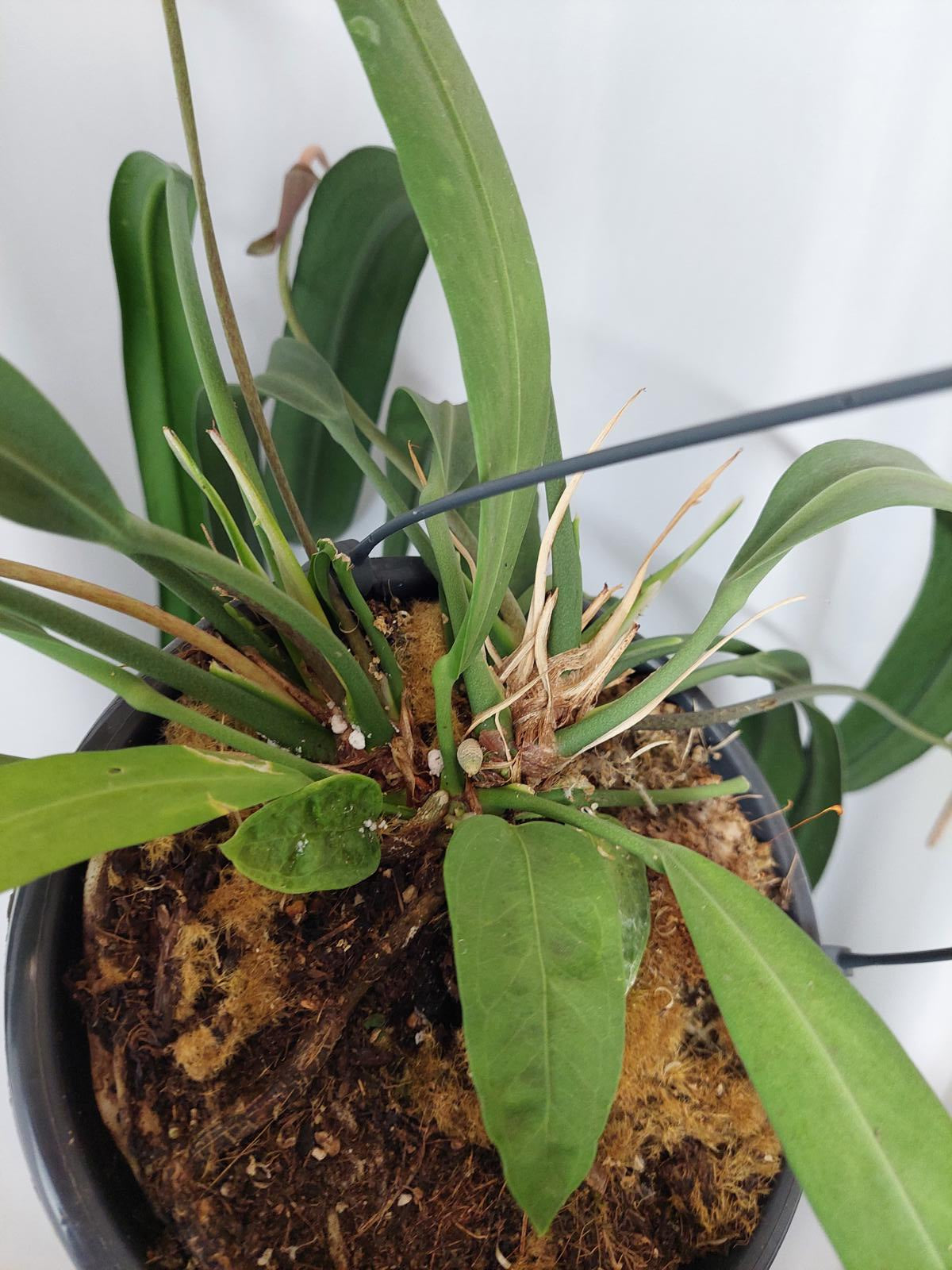 Anthurium Vittarifolium groß