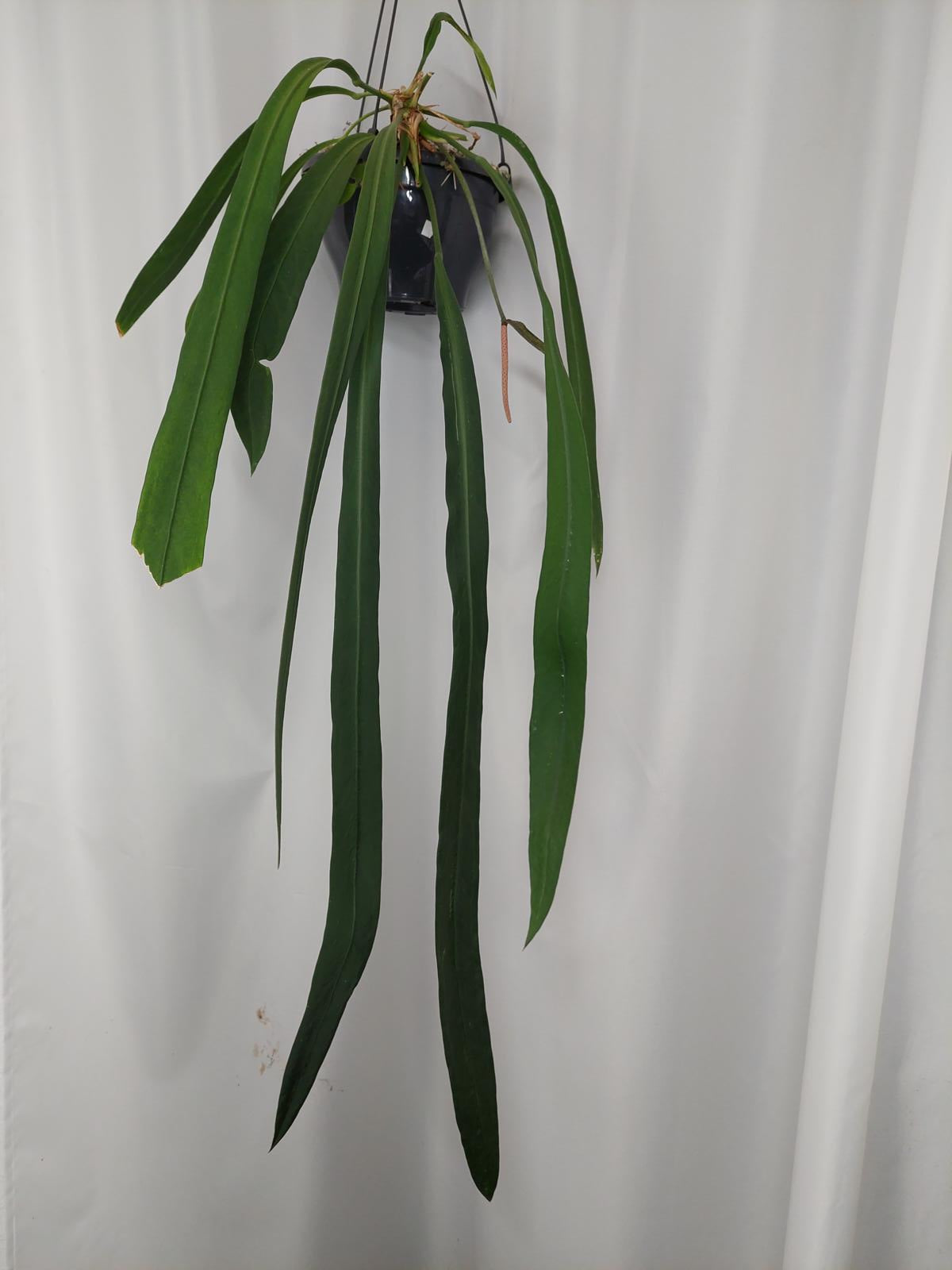 Anthurium Vittarifolium groß