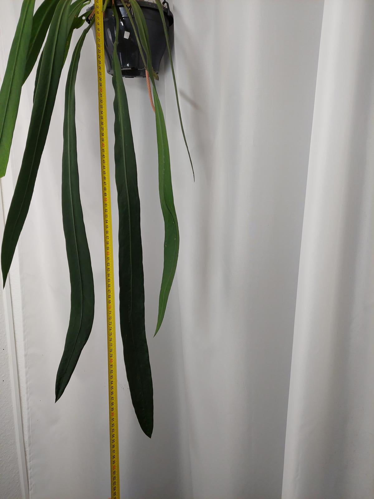 Anthurium Vittarifolium groß